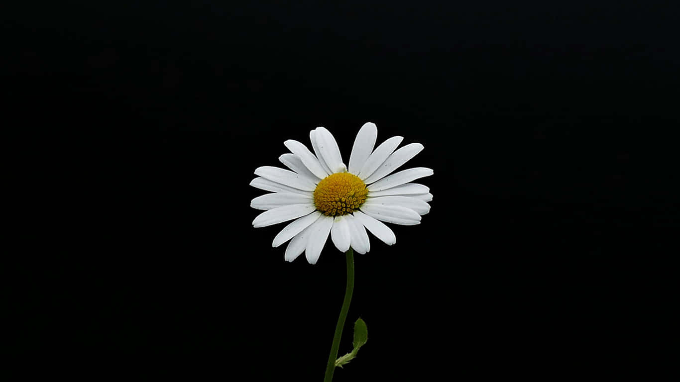1366x768 Daisies 桌布 壁紙 — 一朵白色雛菊，黃色花心，獨自立在純黑背景上。