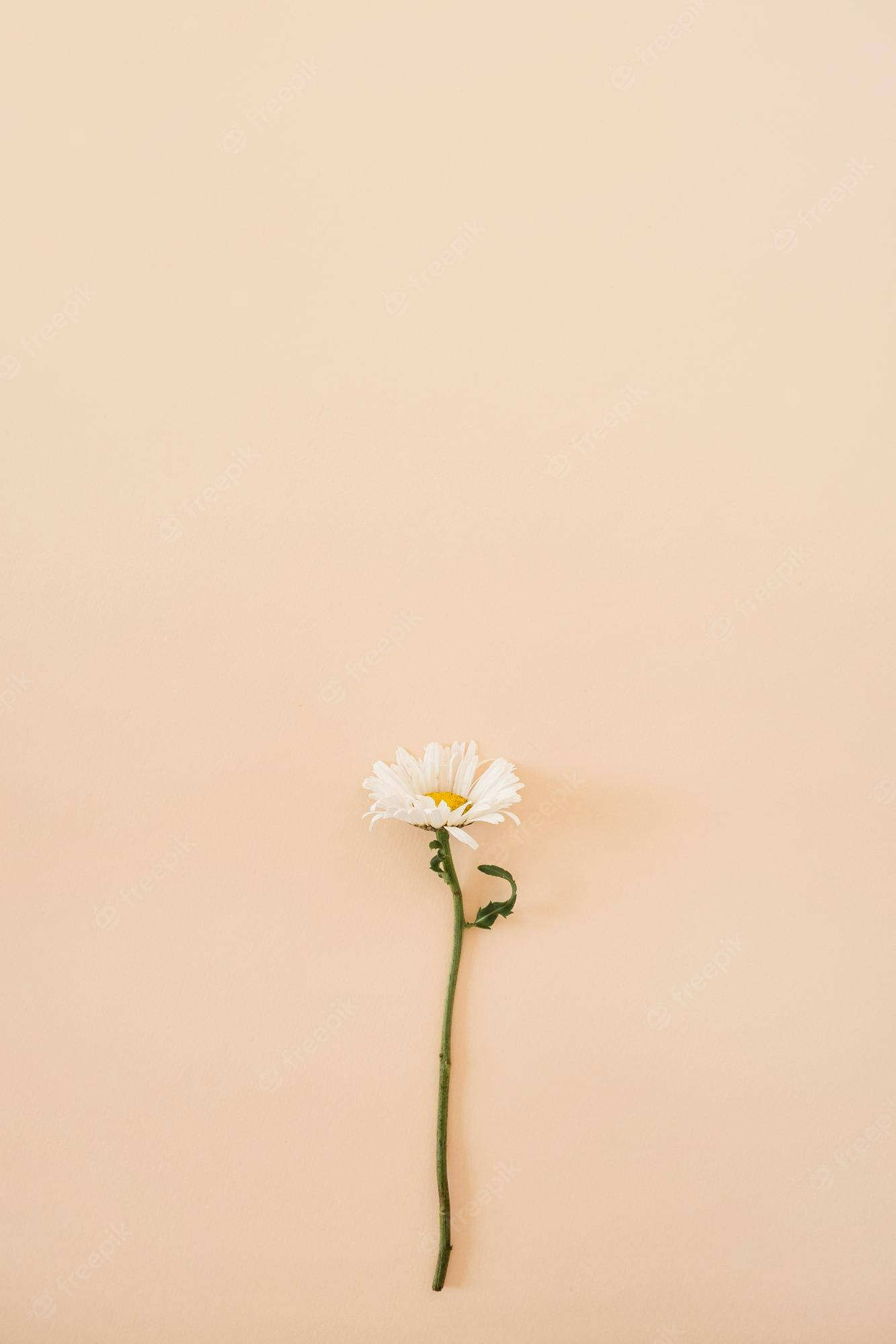 White Flower 桌布 壁紙 — 一朵白色雛菊，黃色花心，綠色莖，獨自放在柔和的桃色背景上。