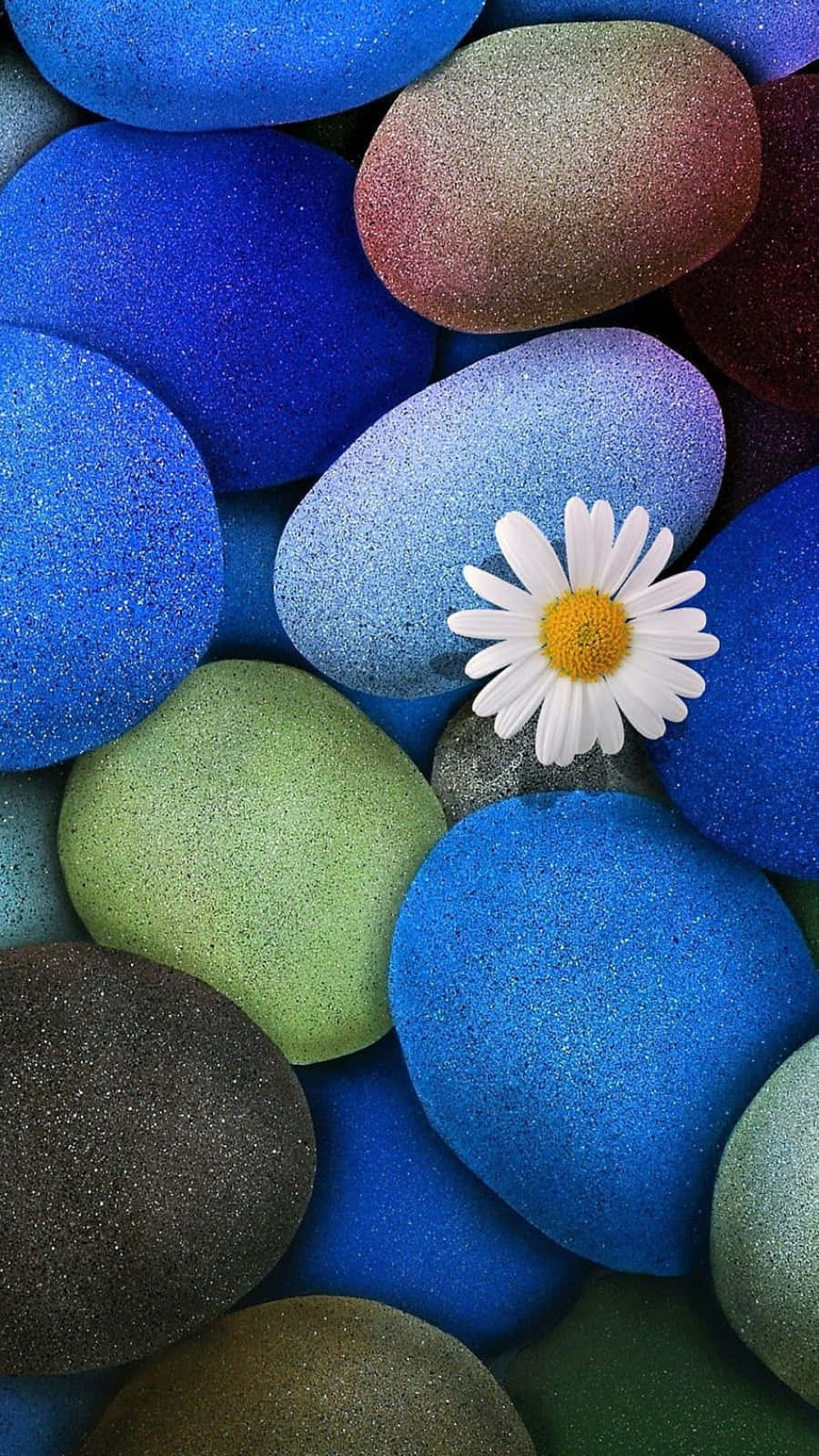 Stone 桌布 壁紙 — 一朵白色雛菊，黃色花心，躺在藍、綠、棕色閃閃發光的彩色河石上。