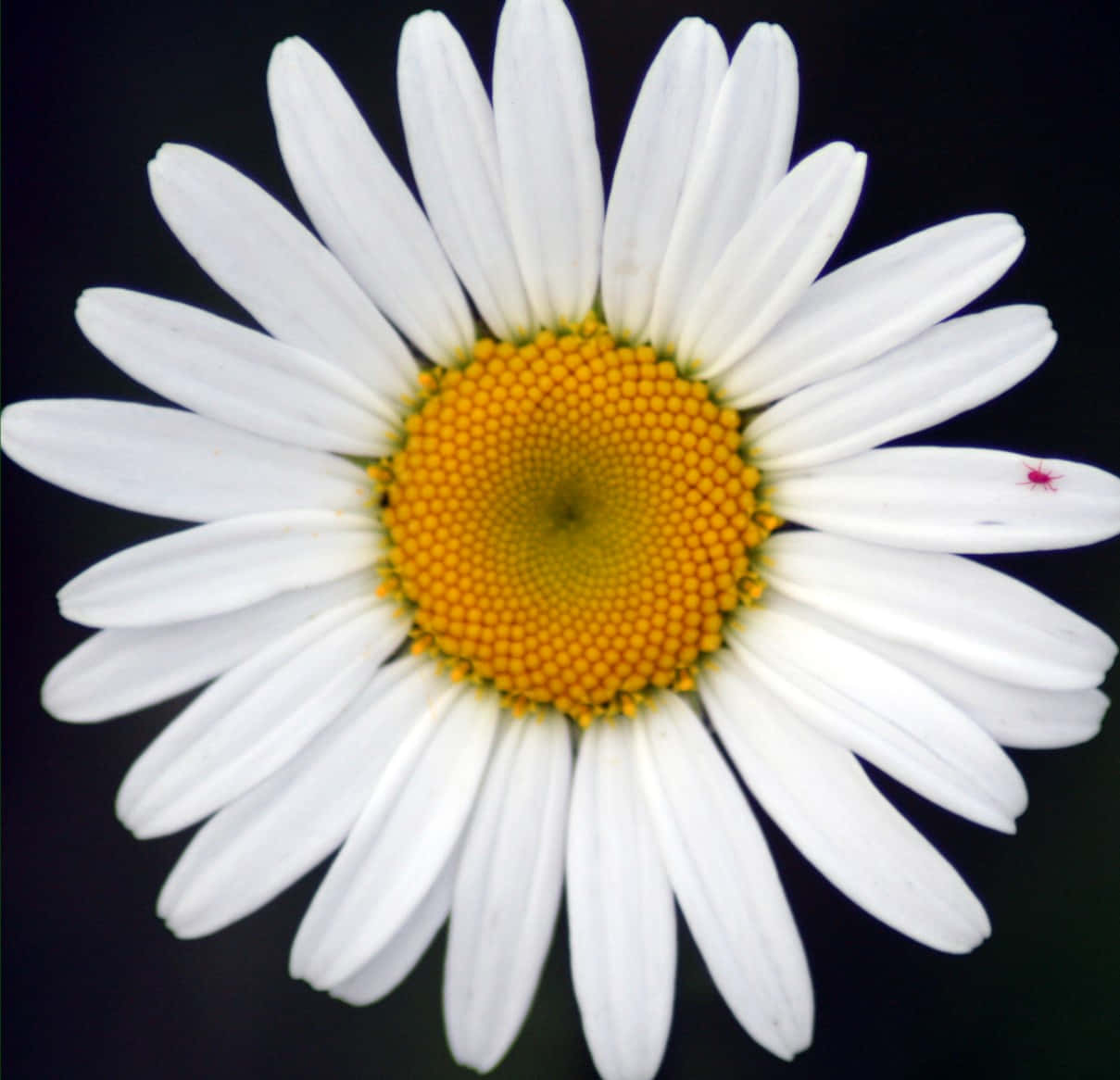 Daisy Flower 桌布 壁紙 — 一朵白色雛菊的特寫，帶有明亮的黃色中心，背景為深色。