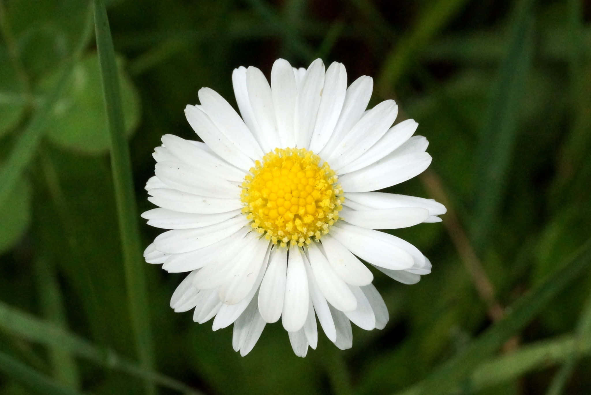 Daisy Flower 桌布 壁紙 — 一朵白色雛菊的特寫，帶有明亮的黃色中心，在柔軟的綠草中綻放。