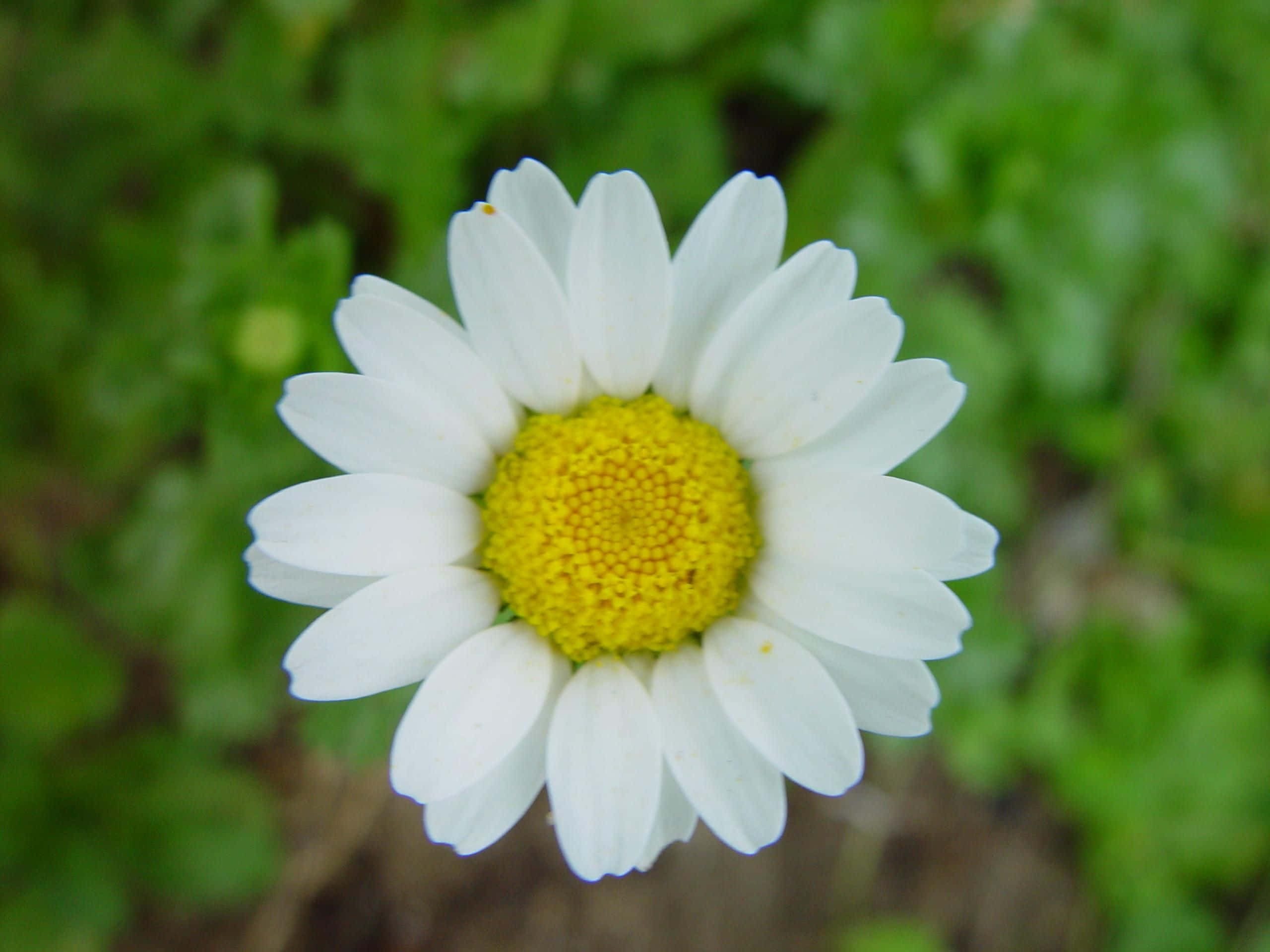 Daisy Flower 桌布 壁紙 — 一朵白色雛菊的特寫，帶有明亮的黃色花心，在柔和的綠色模糊背景下盛開。