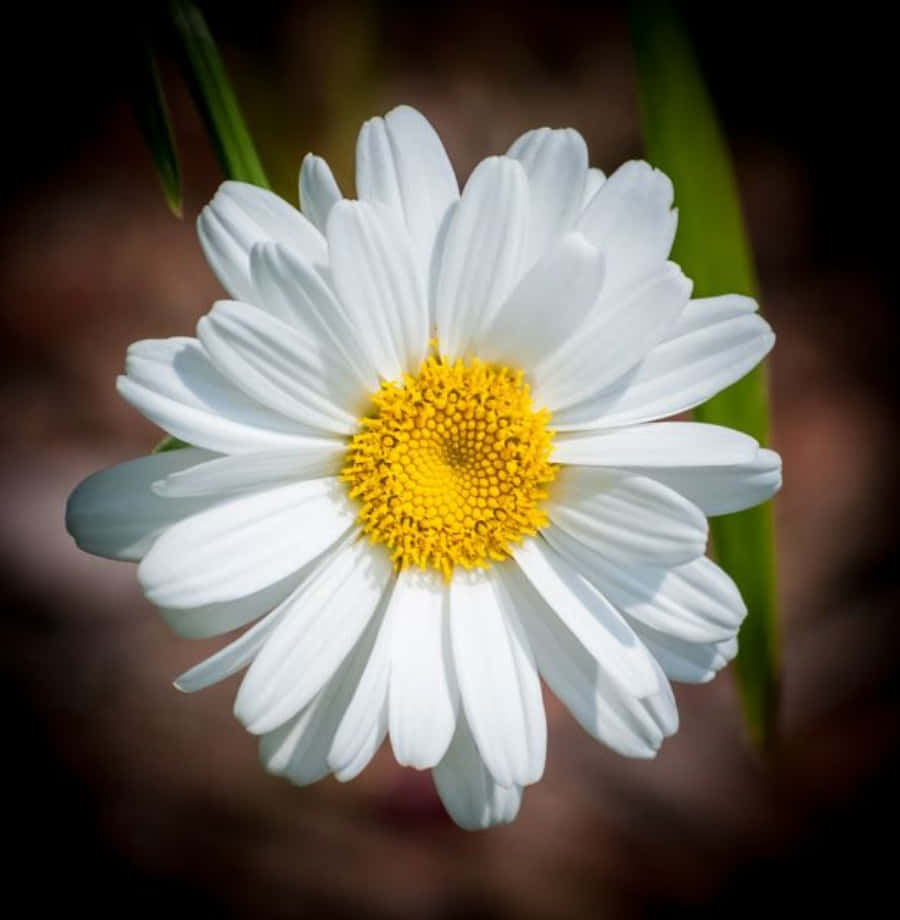 Daisy Flower 桌布 壁紙 — 一朵白色雛菊的特寫，帶有明亮的黃色中心，在黑暗模糊的背景中發光。
