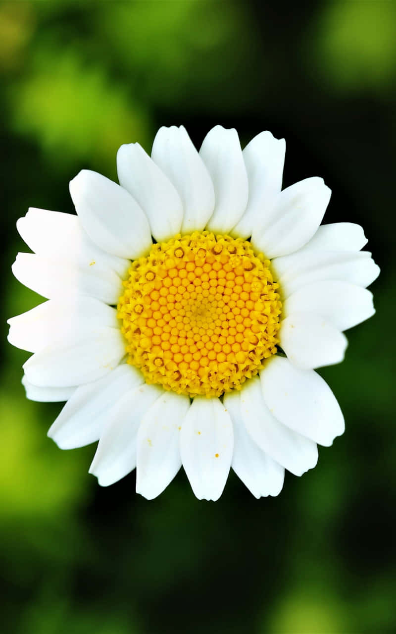 Android Daisies 桌布 壁紙 — 一朵白色雛菊的特寫，帶有鮮豔的黃色花心，背景是柔和的綠色模糊背景。