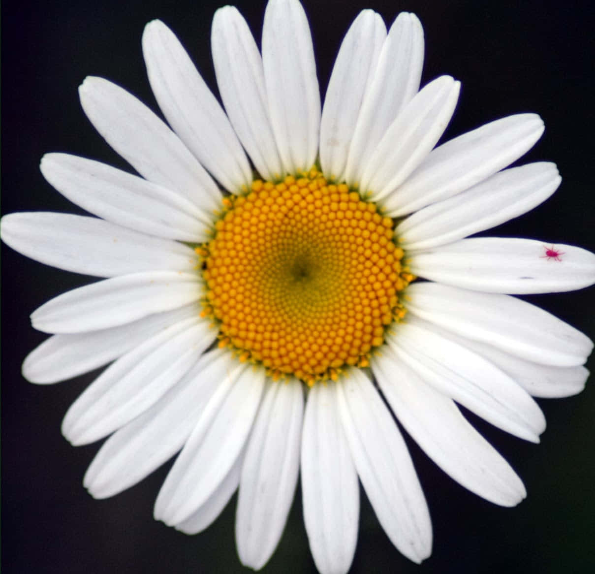 Daisy 桌布 壁紙 — 一朵白色雛菊的特寫，帶有鮮豔的黃色花心，背景為深色。