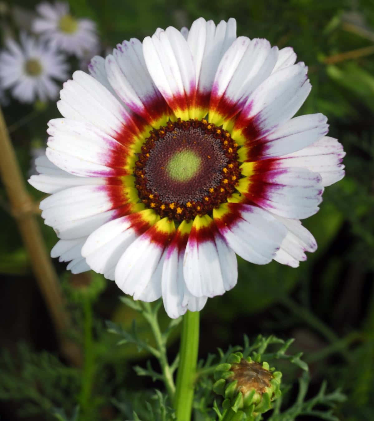 Daisy Flower 桌布 壁紙 — 一朵白色雛菊的近距離特寫，其深色中心周圍有紅色和黃色環，在柔和的綠色背景下綻放。