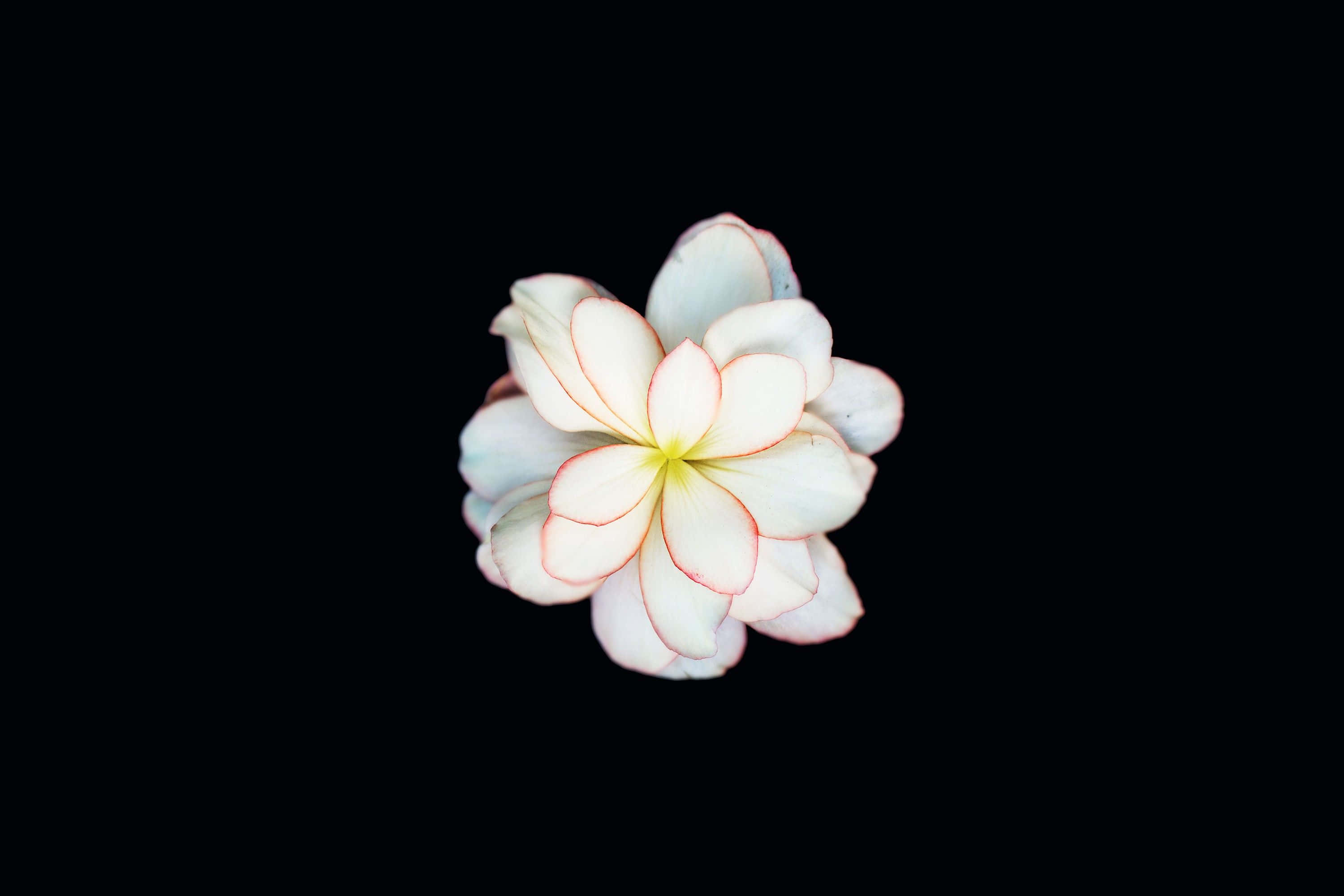 Simple Flower 桌布 壁紙 — 一朵白色雞蛋花，花瓣帶粉紅色邊緣，中心黃色，漂浮在純黑色背景上。