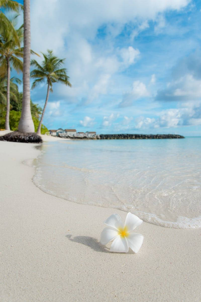 Best Summer 桌布 壁紙 — 一朵白色雞蛋花放在純白沙灘上，溫柔的海浪拍打著海岸，天空湛藍，白雲點點。