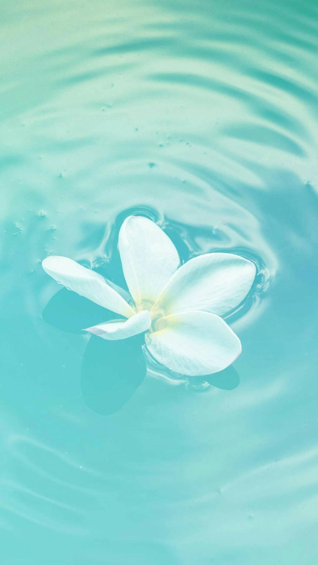 水 桌布 壁紙 — 一朵白色雞蛋花靜靜地漂浮在平靜的碧綠水面上，柔和的水波向外擴散。