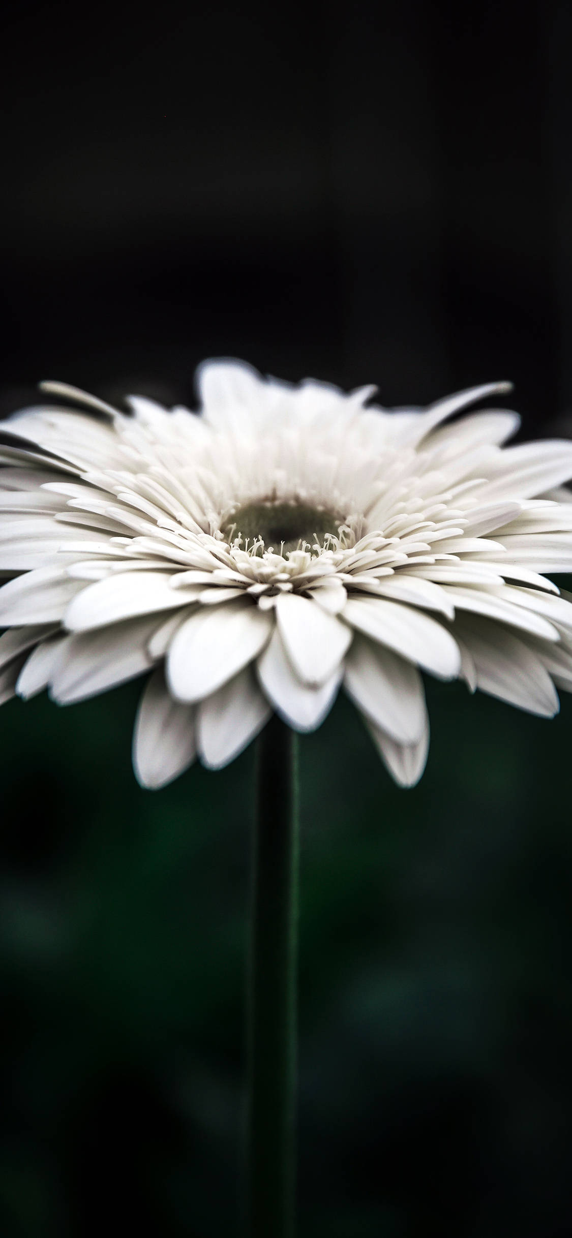 Daisy 桌布 壁紙 — 一朵白色非洲菊雛菊，花瓣精緻，在深色模糊背景下清晰對焦。