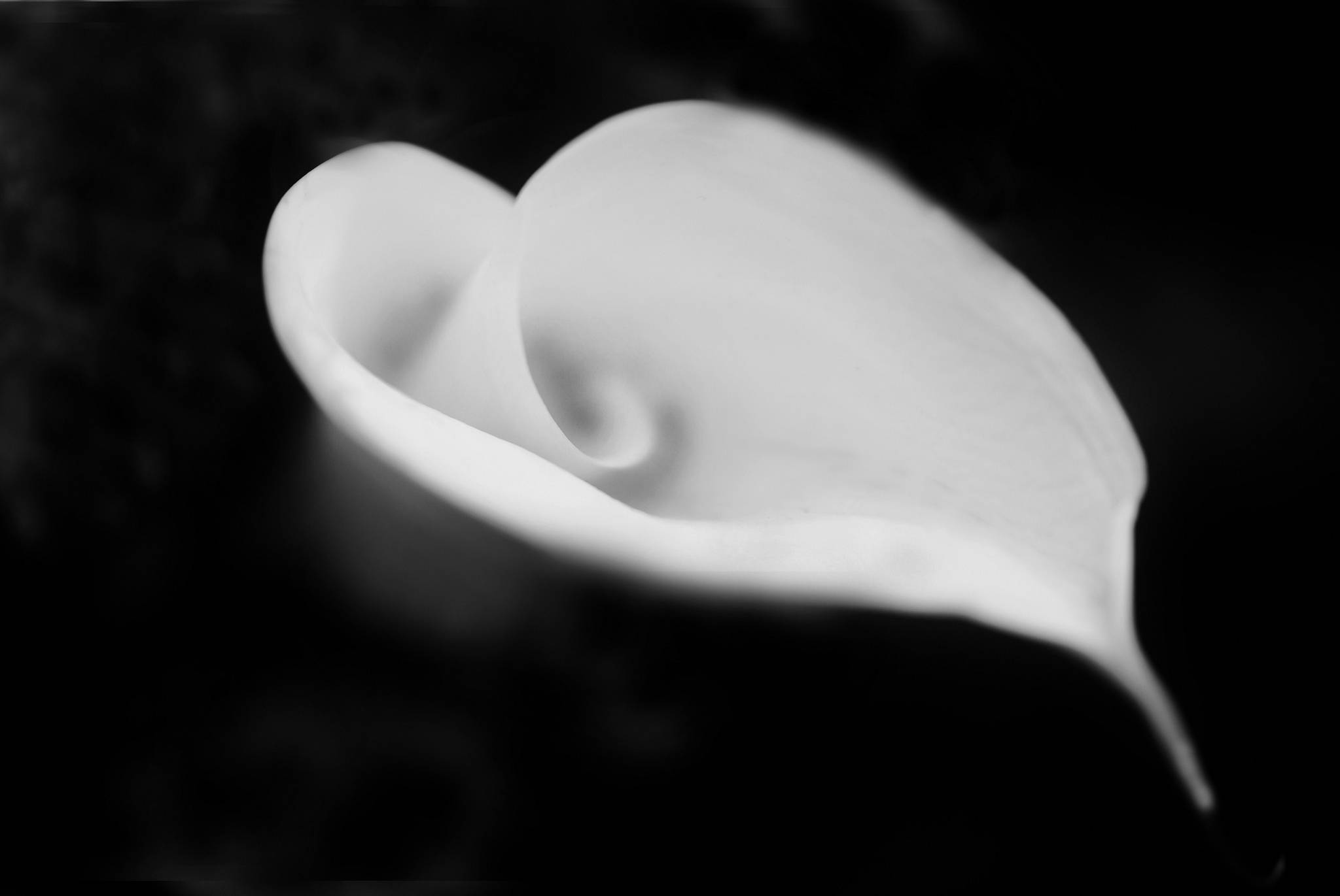 lily 桌布 壁紙 — 一朵白色馬蹄蓮的單色特寫，帶有柔和的曲線和輕柔的陰影，背景為深色模糊。