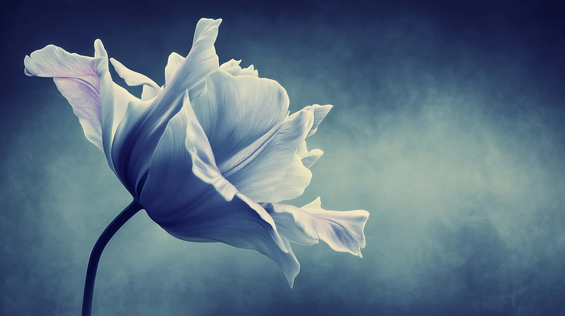 Ethereal White Tulip Bloom with Dramatic Lighting on Blue 壁紙 — 一朵白色鬱金香，花瓣細膩，帶有微妙的紫色調，在憂鬱的藍色漸變背景中綻放。