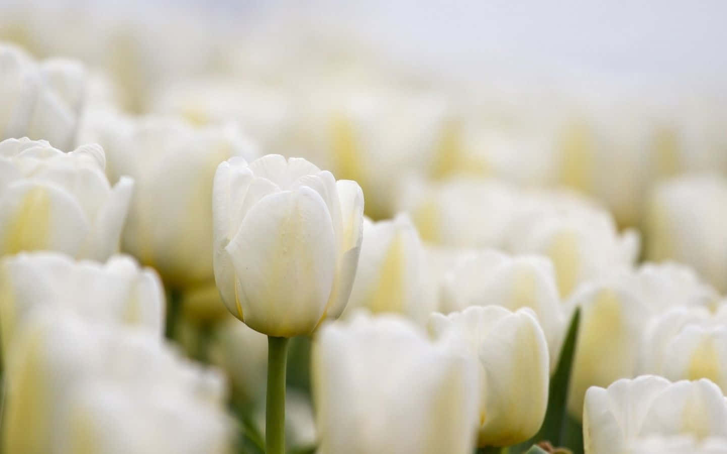 Funeral 桌布 壁紙 — 一朵白色鬱金香在明亮日光下，在一片柔和模糊的相同花朵中清晰對焦。