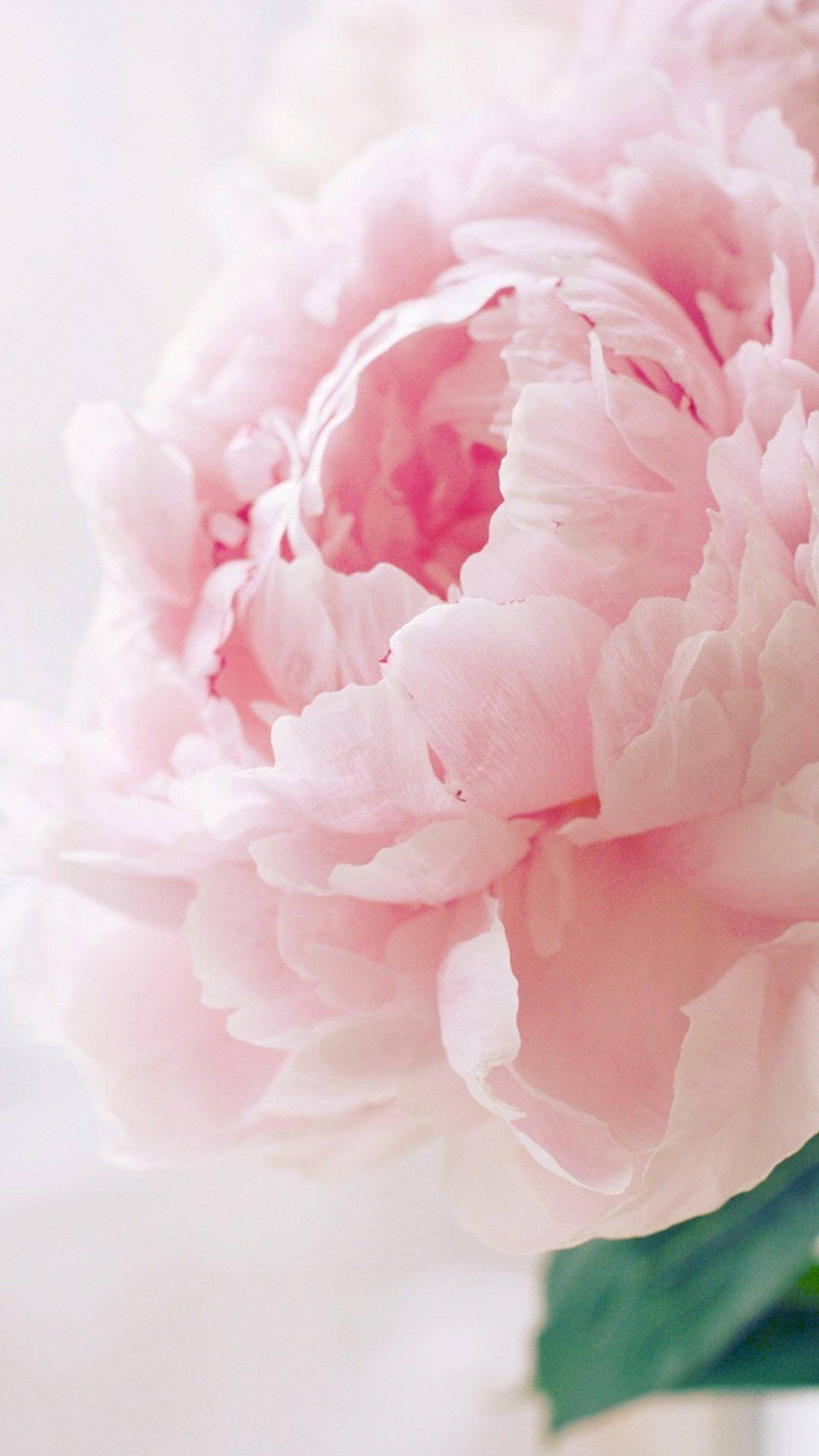 Peony 桌布 壁紙 — 一朵盛開的柔粉色牡丹，帶有精緻層層疊疊的花瓣和柔和明亮背景。