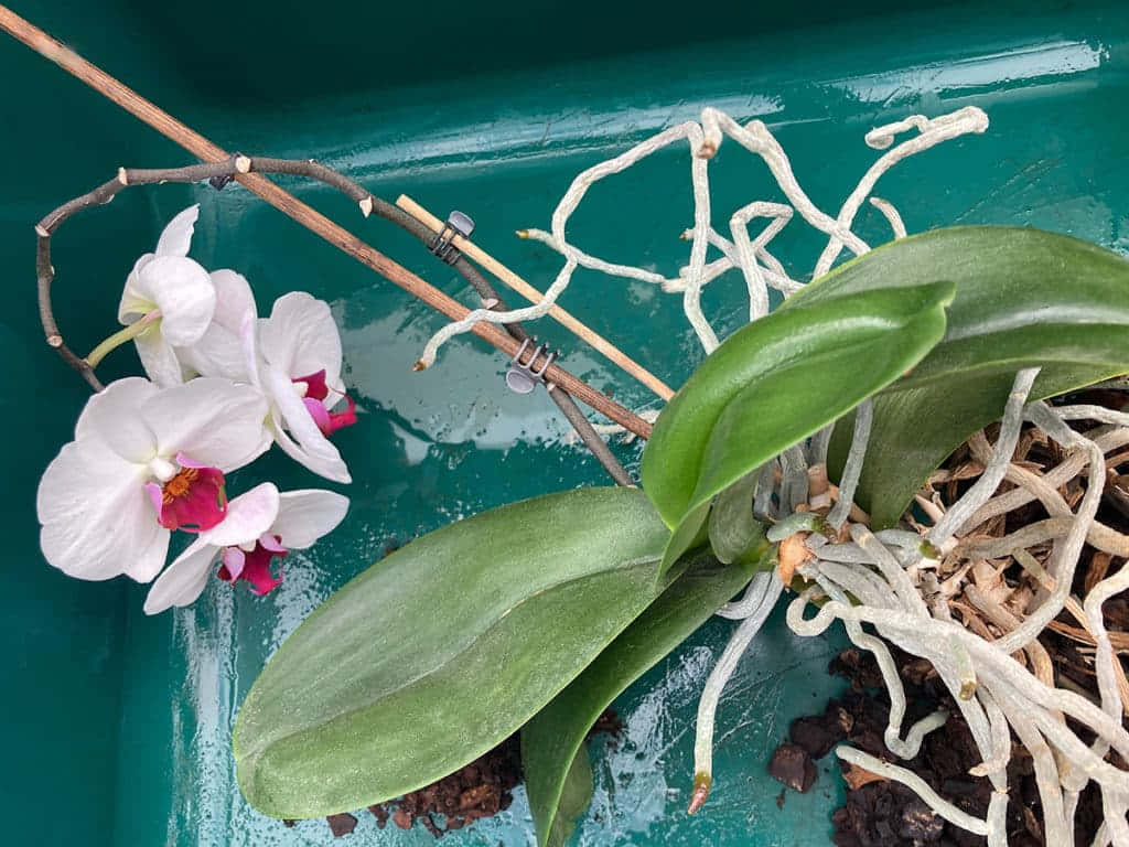 Orchid Flower 桌布 壁紙 — 一朵盛開的白色蘭花，帶有粉紅色中心，放在一個青綠色的容器中，旁邊是裸露的根和綠葉。