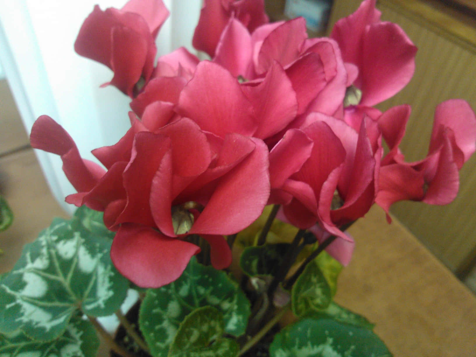 一朵盛開的粉紅色仙客來 壁紙