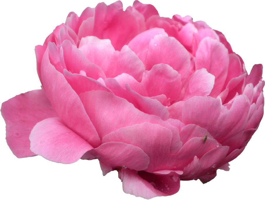 Peony 桌布 壁紙 — 一朵盛開的粉紅色牡丹，花瓣層層疊疊，帶有露珠，襯托在純黑背景上。