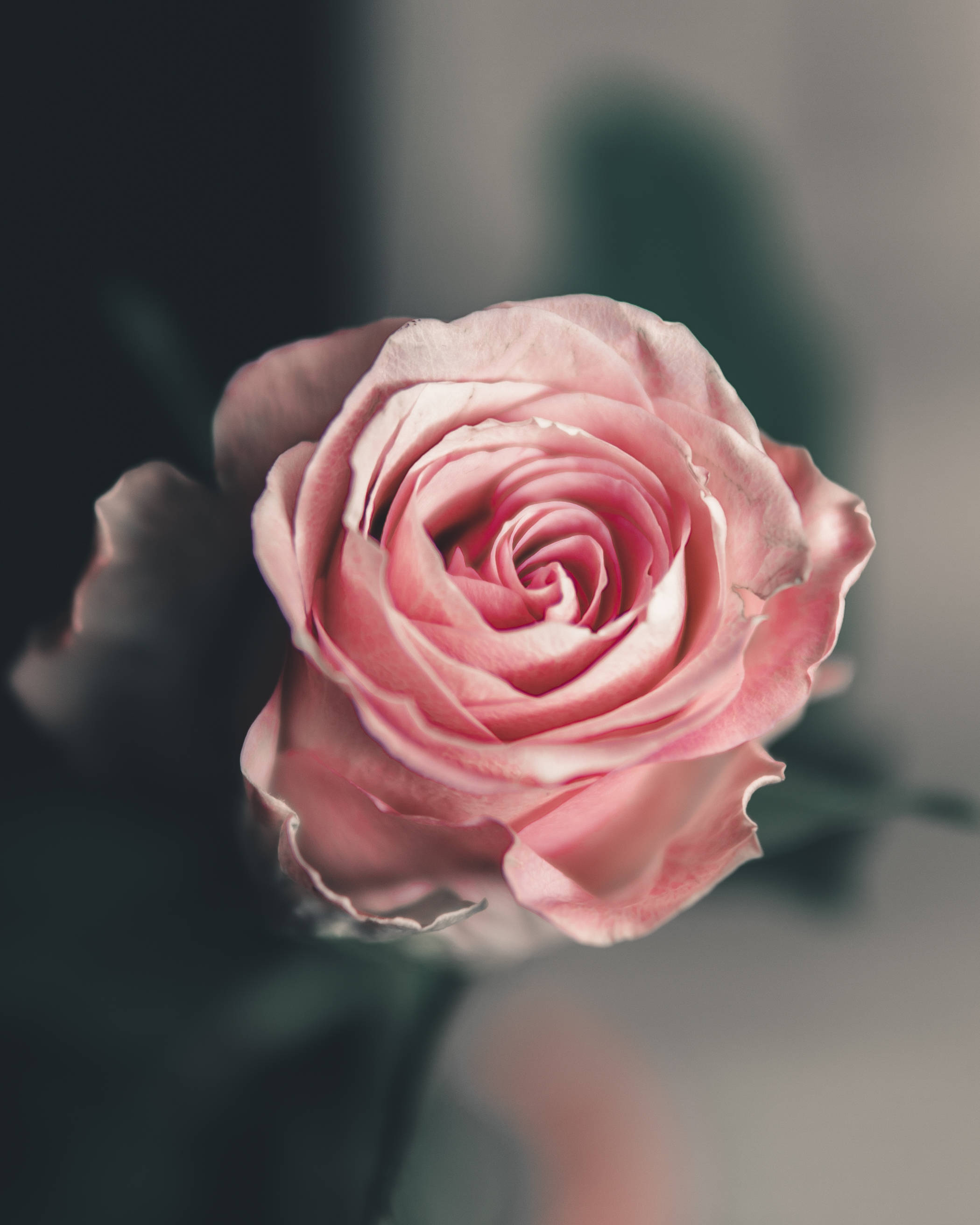 Aesthetic Rose 桌布 壁紙 — 一朵盛開的粉紅色玫瑰，柔軟的花瓣在模糊的深色背景下展開。