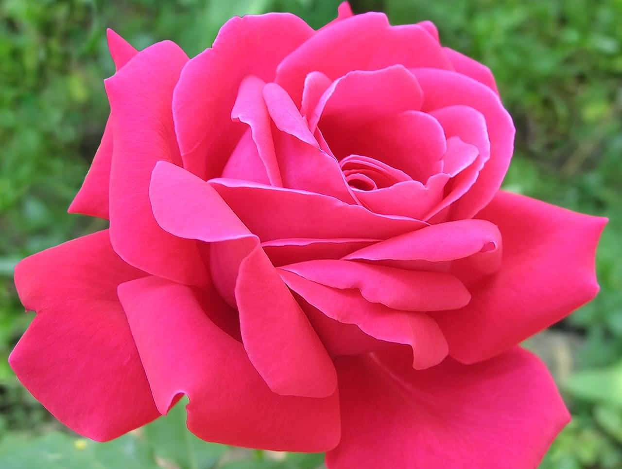 Pink Flower 桌布 壁紙 — 一朵盛開的粉紅色玫瑰，花瓣層層疊疊，背景是柔和的綠色模糊效果。