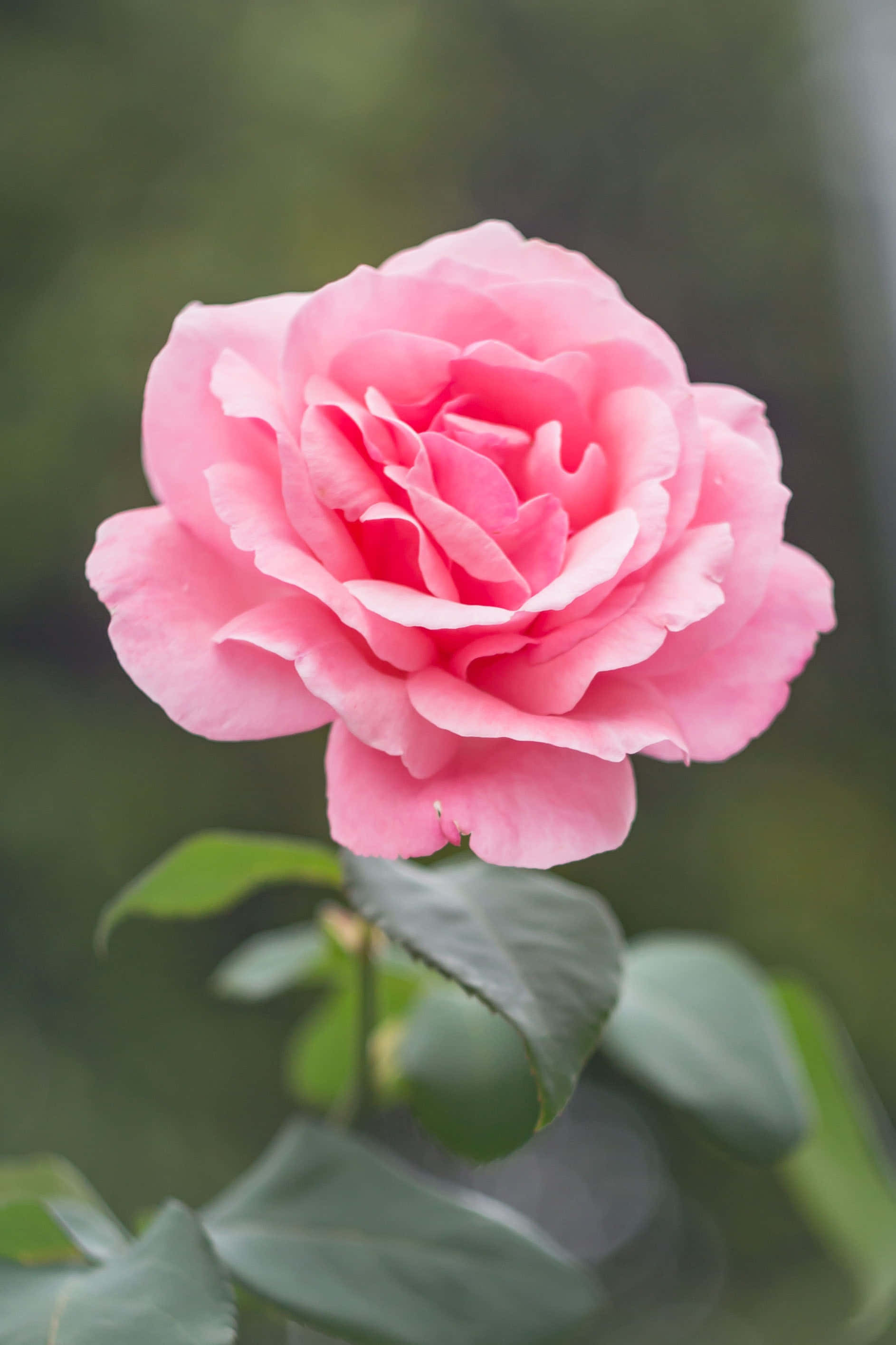 Rose Mobile 桌布 壁紙 — 一朵盛開的粉紅色玫瑰，花瓣層層疊疊，綠葉襯托著柔和的模糊背景。