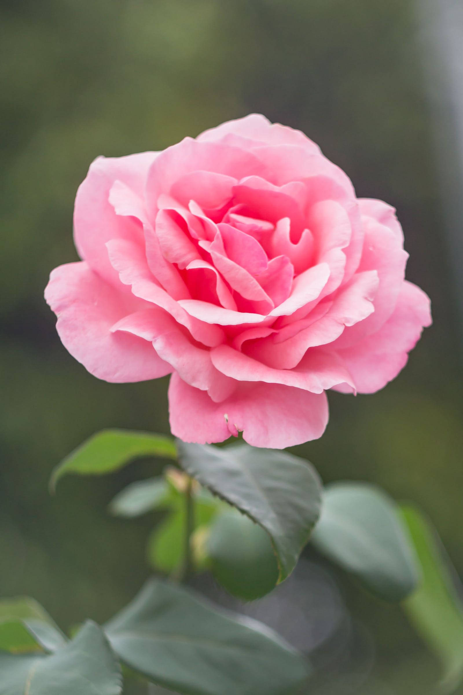 Rose iPhone 桌布 壁紙 — 一朵盛開的粉紅色玫瑰，花瓣柔軟層疊，綠葉襯托模糊的自然背景。