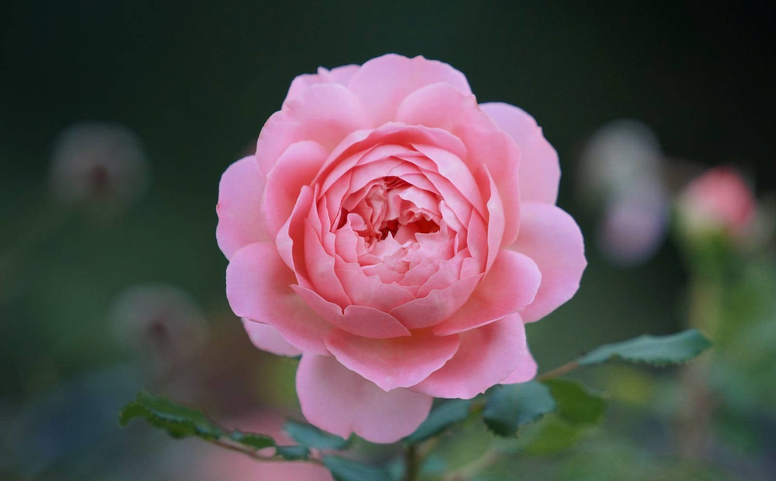 Rose HD 桌布 壁紙 — 一朵盛開的粉紅色玫瑰，花瓣柔軟層疊，背景有模糊的綠色葉子。