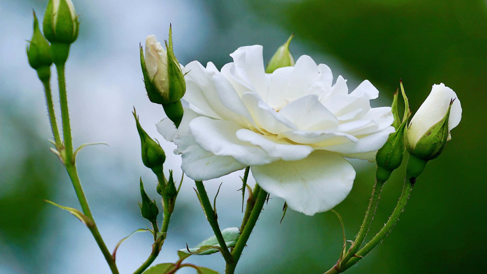 White Rose 桌布 壁紙 — 一朵盛開的精緻白玫瑰，周圍環繞著綠色花蕾和多刺的莖，背景柔和模糊。