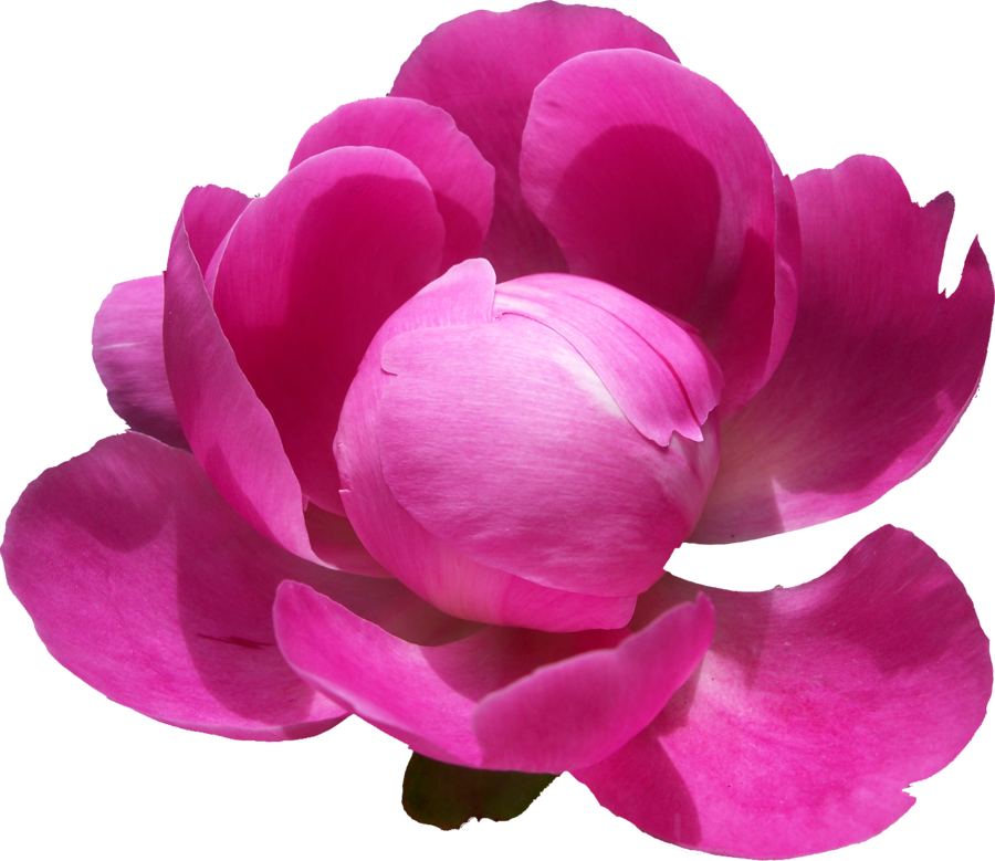 Peony 桌布 壁紙 — 一朵盛開的鮮粉紅色牡丹，花瓣層層疊疊，襯托在純黑色背景上。