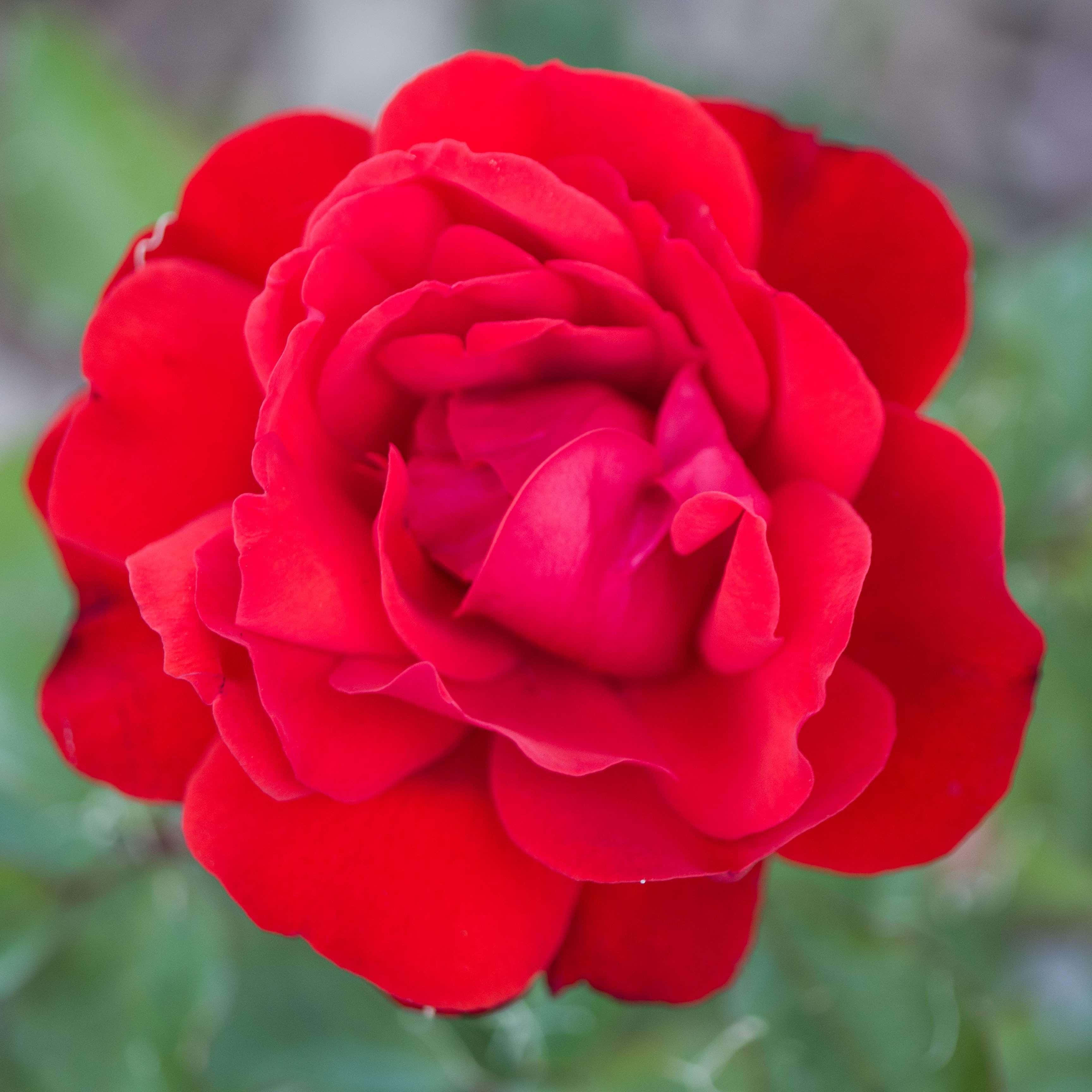 Rose Art 桌布 壁紙 — 一朵盛開的鮮紅玫瑰，帶有層層花瓣和柔和陰影，背景是模糊的綠色。
