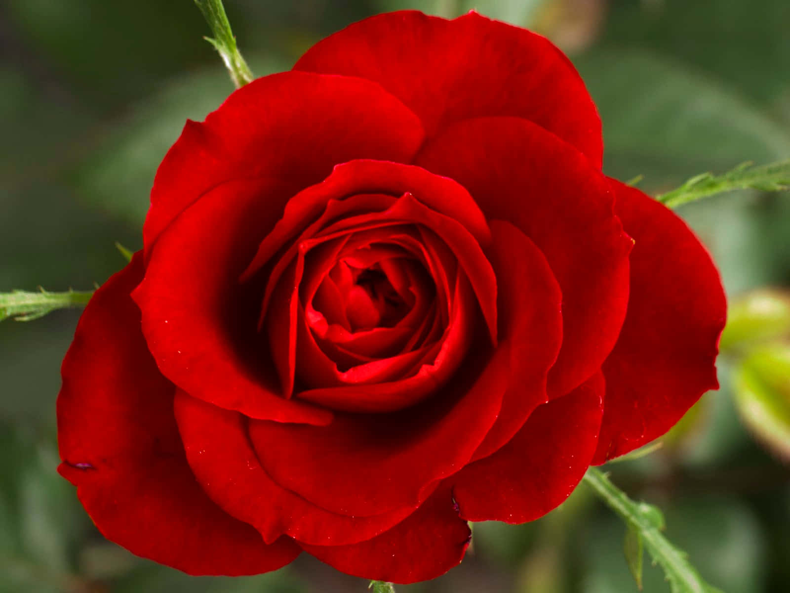Beautiful Rose 桌布 壁紙 — 一朵盛開的鮮紅玫瑰，帶有層層花瓣和露珠，背景是柔和的綠色模糊效果。
