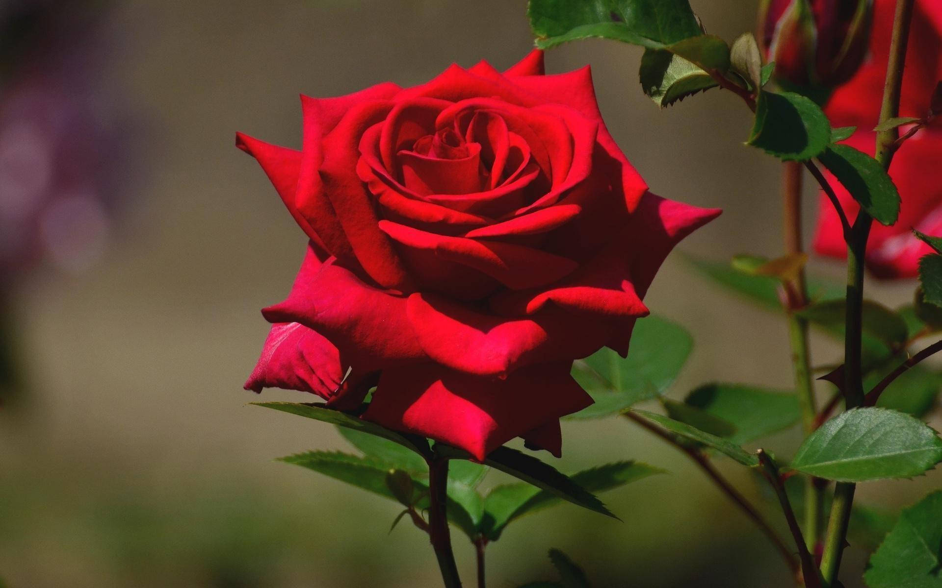 beautiful rose HD 桌布 壁紙 — 一朵盛開的鮮紅玫瑰，搭配茂盛的綠葉和柔和的背景散景。
