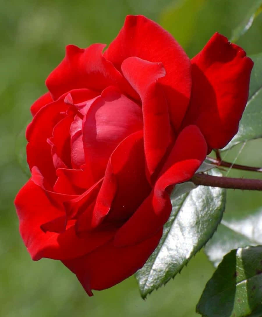 Beautiful Rose 桌布 壁紙 — 一朵盛開的鮮紅玫瑰，擁有茂盛的綠葉和柔和陽光突顯其天鵝絨般的花瓣。