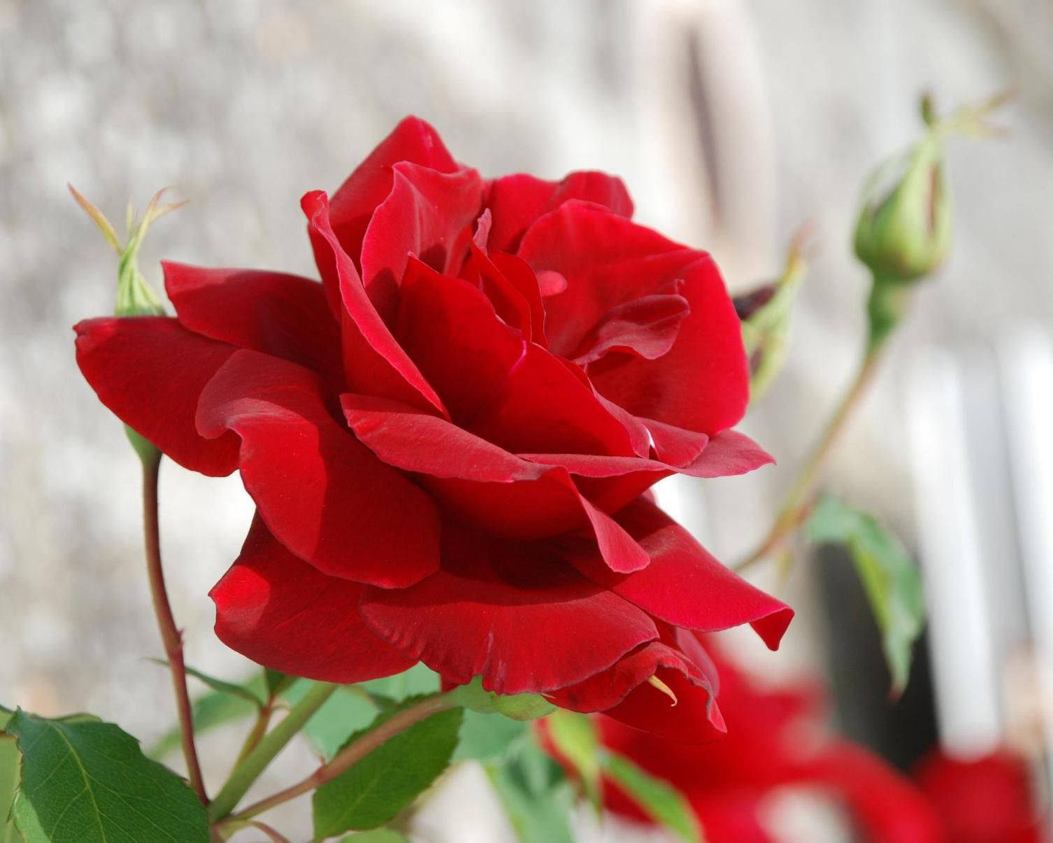 Rose Flower 桌布 壁紙 — 一朵盛開的鮮紅玫瑰，擁有茂盛的花瓣和綠葉，背景柔和模糊。