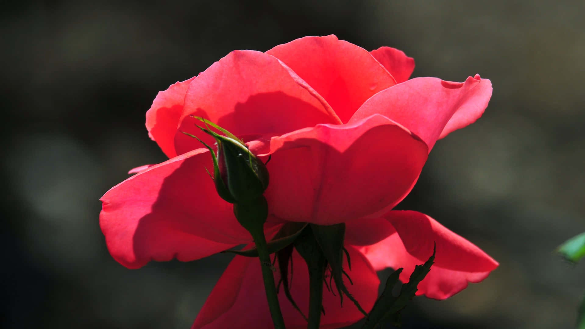 Cool Rose 桌布 壁紙 — 一朵盛開的鮮紅玫瑰，旁邊有一個綠色花蕾，背景是柔和模糊的深色。
