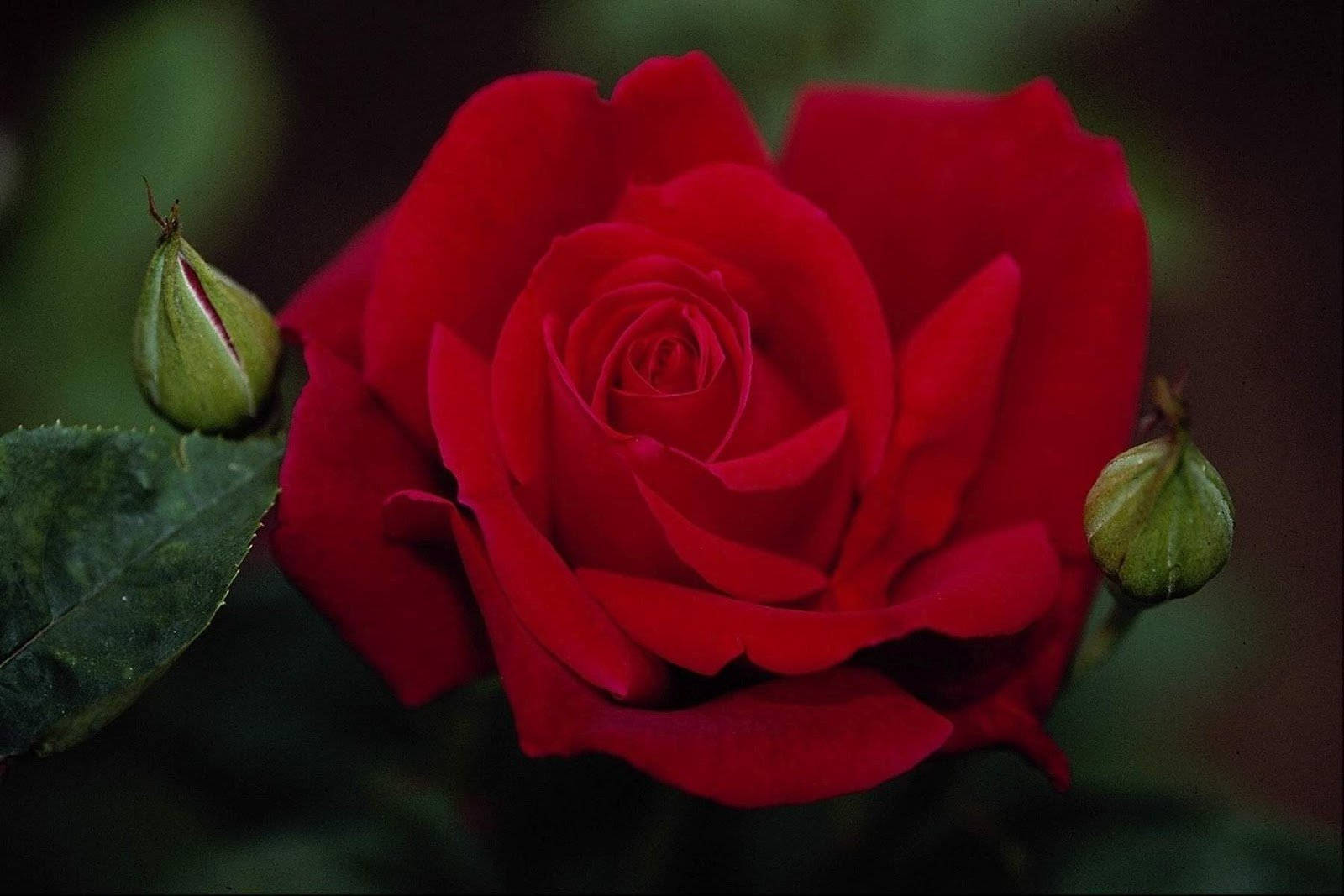 Rose Flower 桌布 壁紙 — 一朵盛開的鮮紅玫瑰，旁邊有兩個綠色花蕾，背景是黑暗模糊的樹葉。