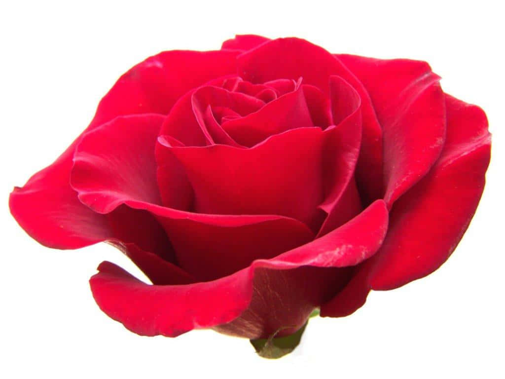 Rose Art 桌布 壁紙 — 一朵盛開的鮮紅玫瑰，花瓣層層疊疊，襯托在純白背景上。