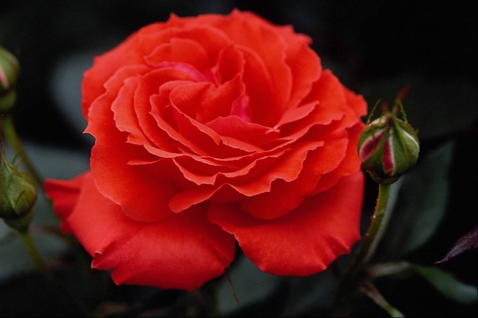 Rose Flower 桌布 壁紙 — 一朵盛開的鮮紅玫瑰，花瓣層層疊疊，帶有深綠色花蕾，背景是模糊的黑色。