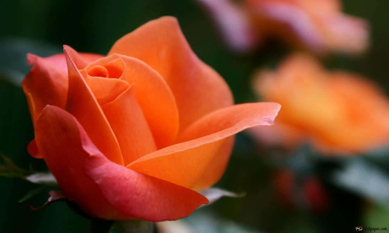 1280x768 Rose 桌布 壁紙 — 一朵盛開的鮮豔橙色玫瑰，花瓣柔軟，背景有模糊的綠色葉子。