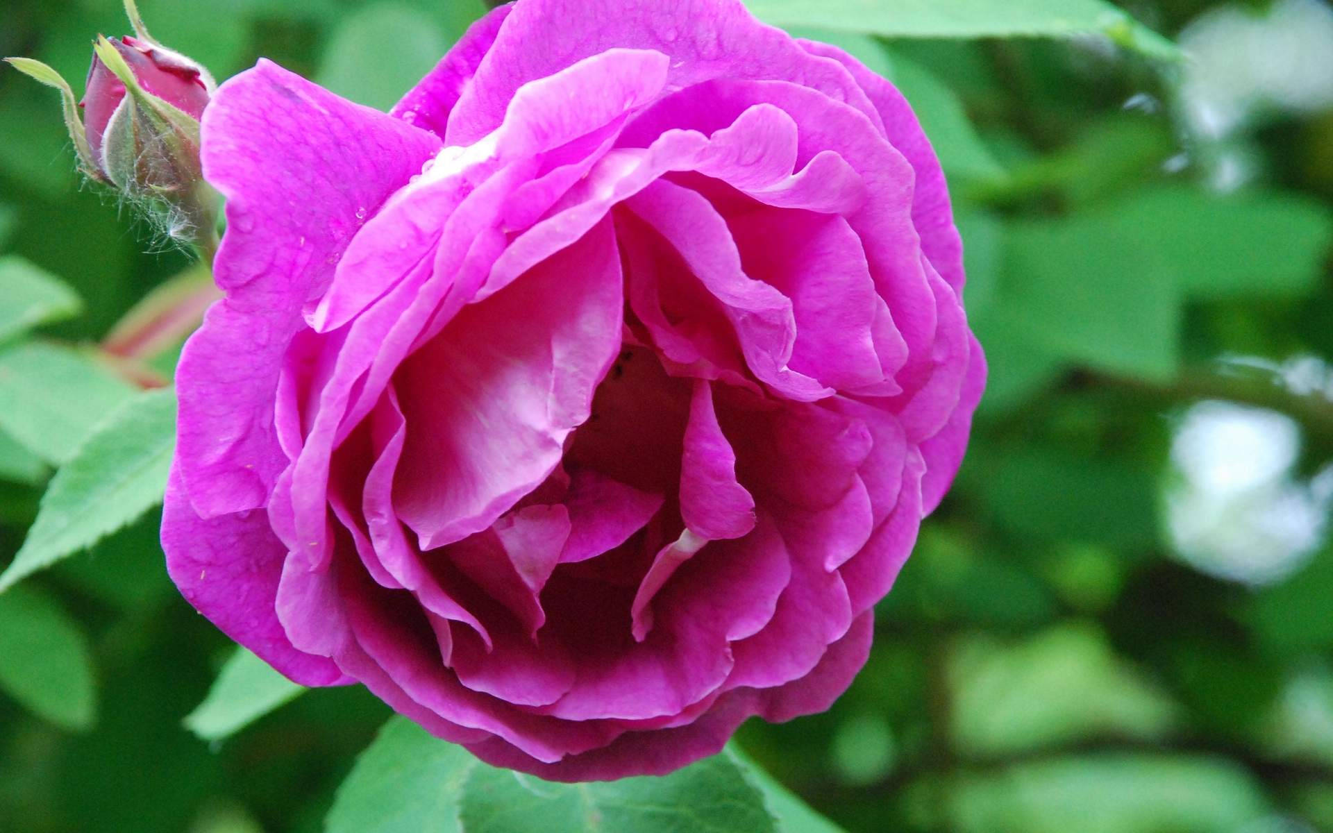 Rose Flower 桌布 壁紙 — 一朵盛開的鮮豔洋紅色玫瑰，帶有精緻層層花瓣和茂盛綠色葉子，背景柔和模糊。