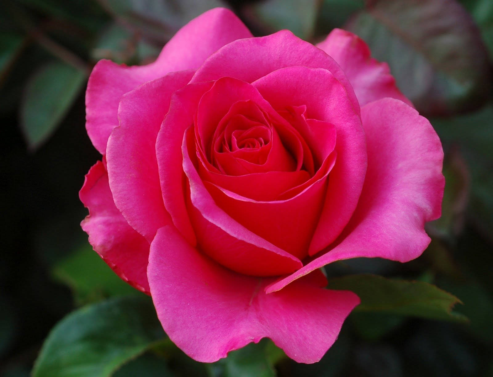 Rose Flower 桌布 壁紙 — 一朵盛開的鮮豔粉紅玫瑰，層層花瓣和深綠色葉子，柔焦效果。
