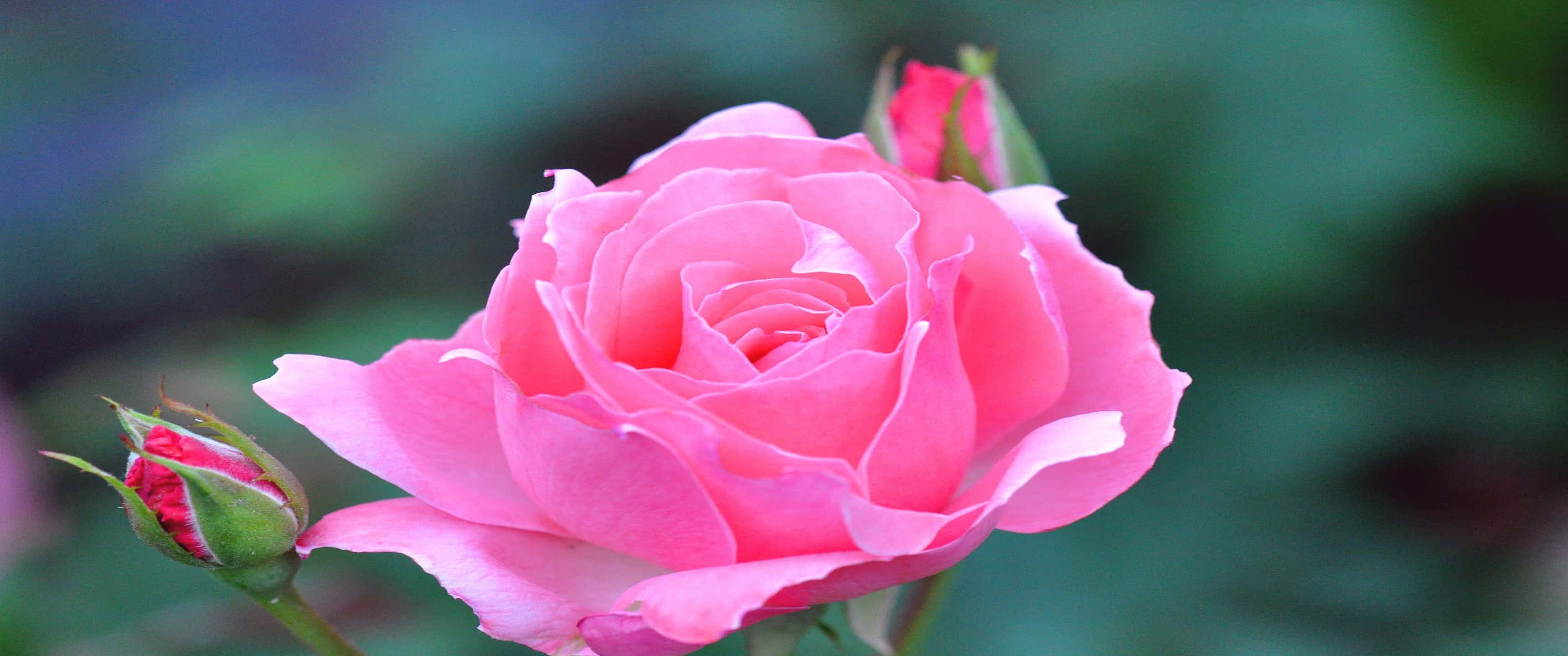 3440x1440p Roses 桌布 壁紙 — 一朵盛開的鮮豔粉紅玫瑰，帶有柔軟的花瓣和兩個綠色花蕾，背景是模糊的綠色。