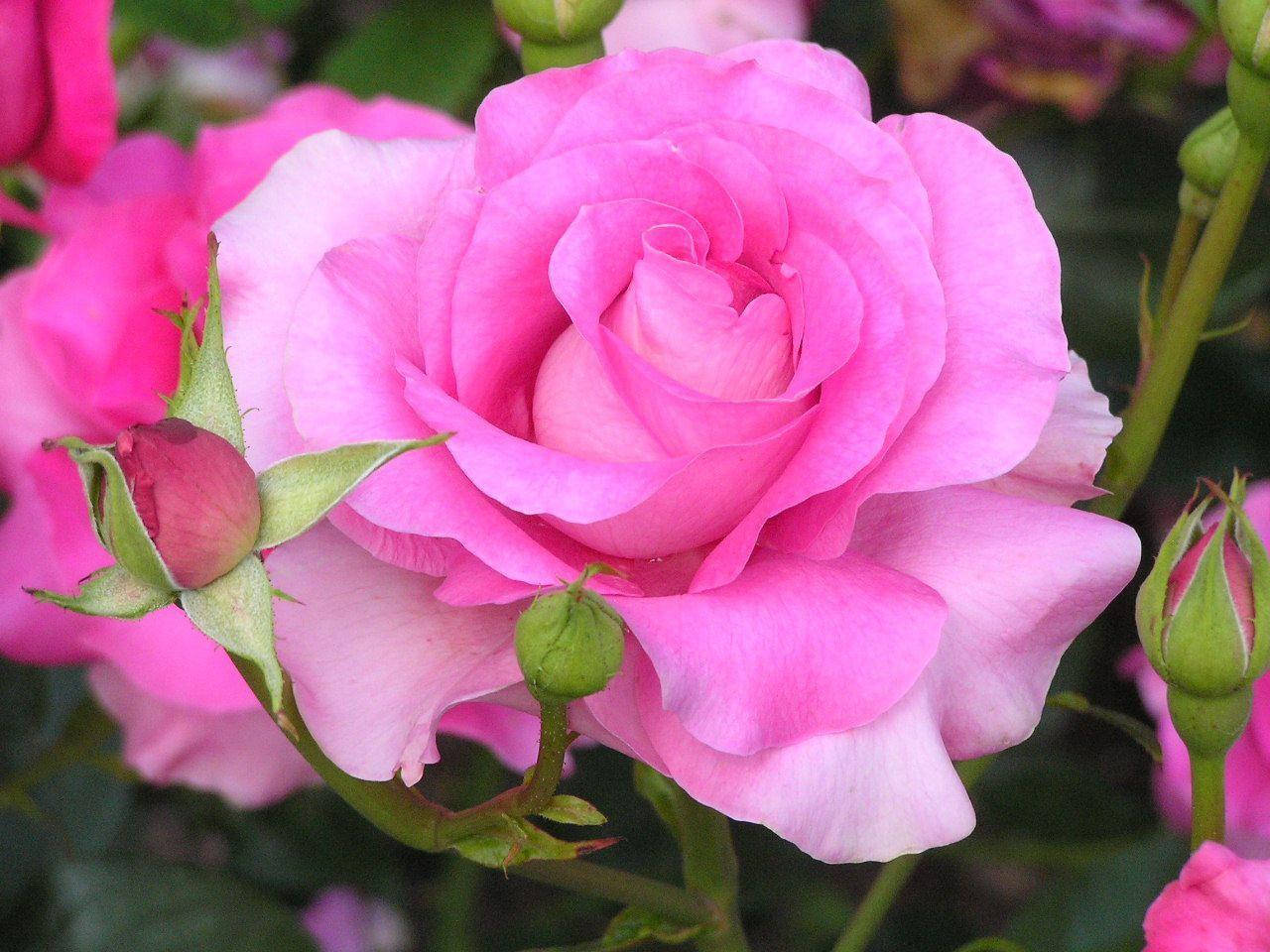 Rose Flower 桌布 壁紙 — 一朵盛開的鮮豔粉紅玫瑰，帶有精緻層層花瓣和綠色花蕾，襯托著柔和模糊的花園背景。