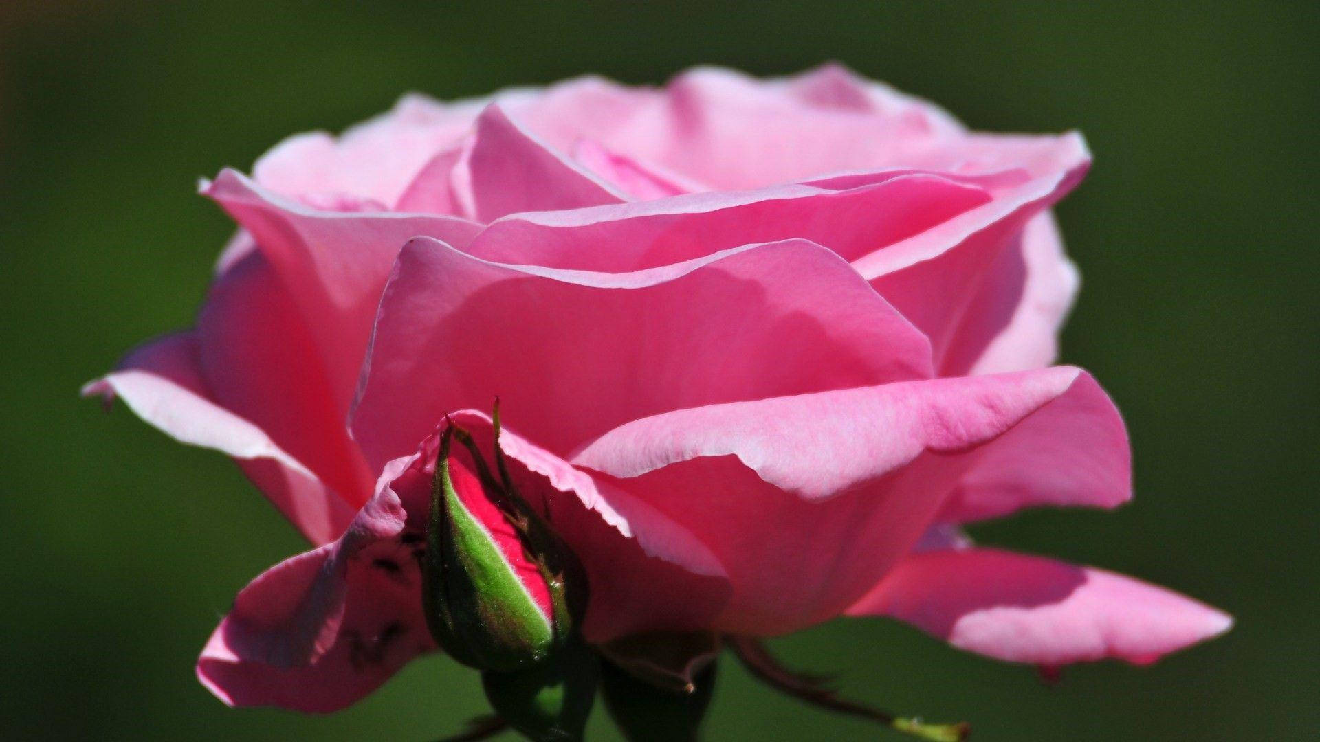 beautiful rose HD 桌布 壁紙 — 一朵盛開的鮮豔粉紅玫瑰，旁邊有一個綠色花蕾，背景是柔和模糊的綠色。