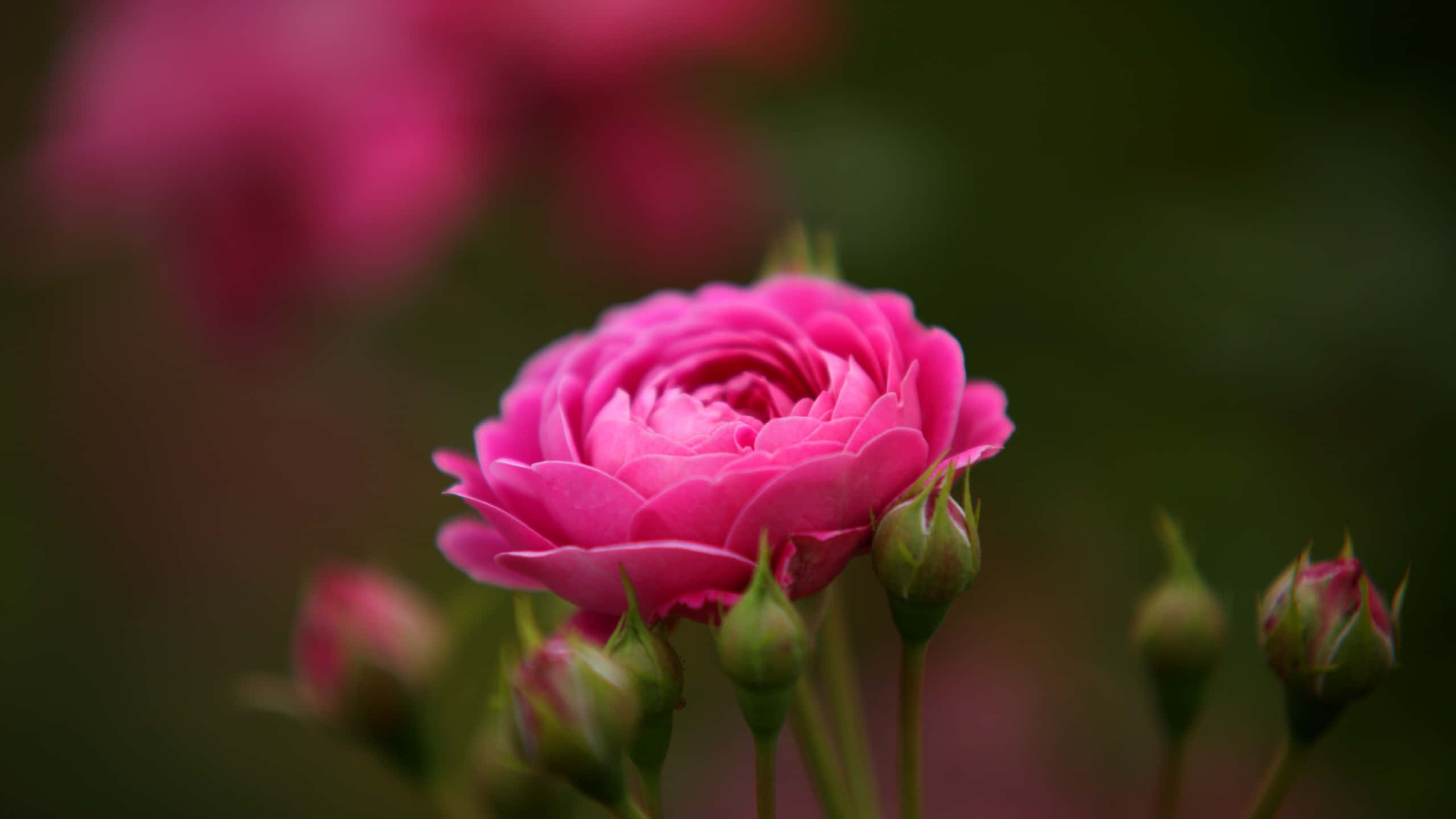 Flowers Aesthetic 桌布 壁紙 — 一朵盛開的鮮豔粉紅玫瑰，背景有柔焦花蕾和深綠色葉子。