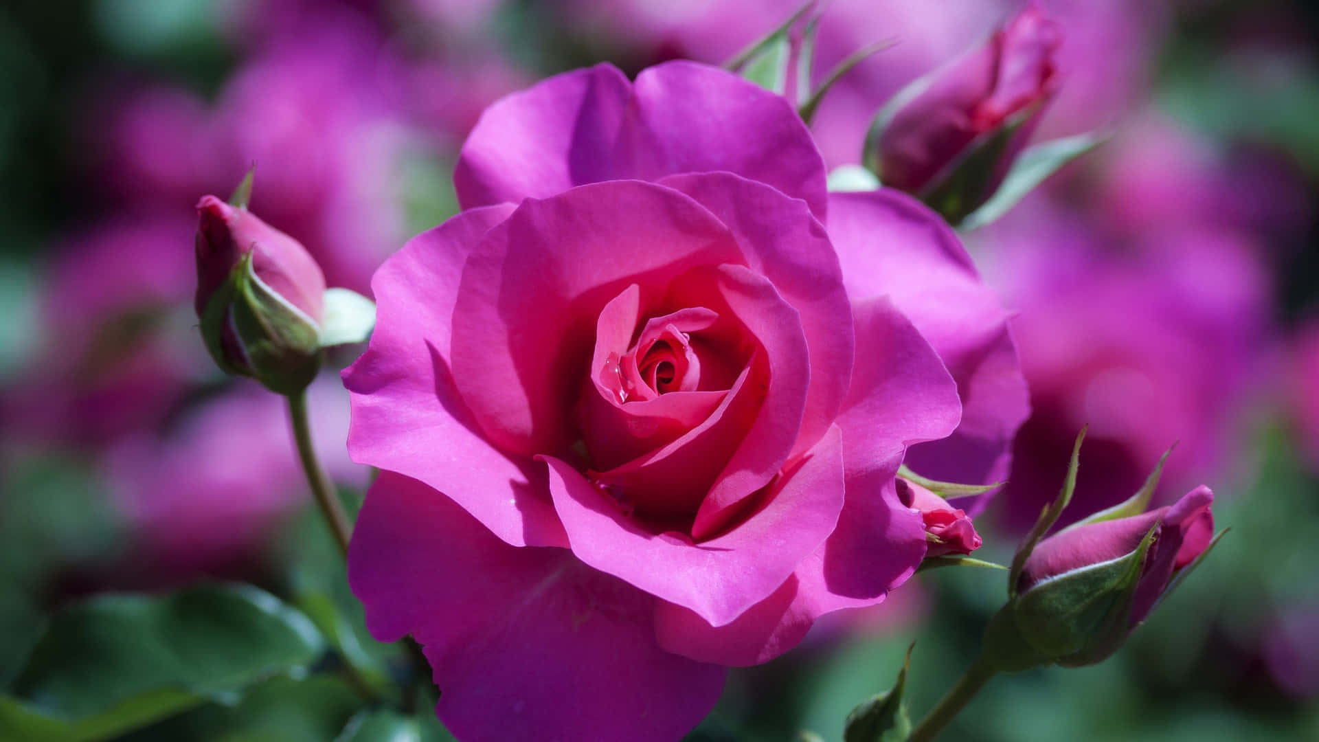 HD Rose 桌布 壁紙 — 一朵盛開的鮮豔粉紅玫瑰，花瓣柔軟，帶有綠色花蕾，背景是模糊的花園。