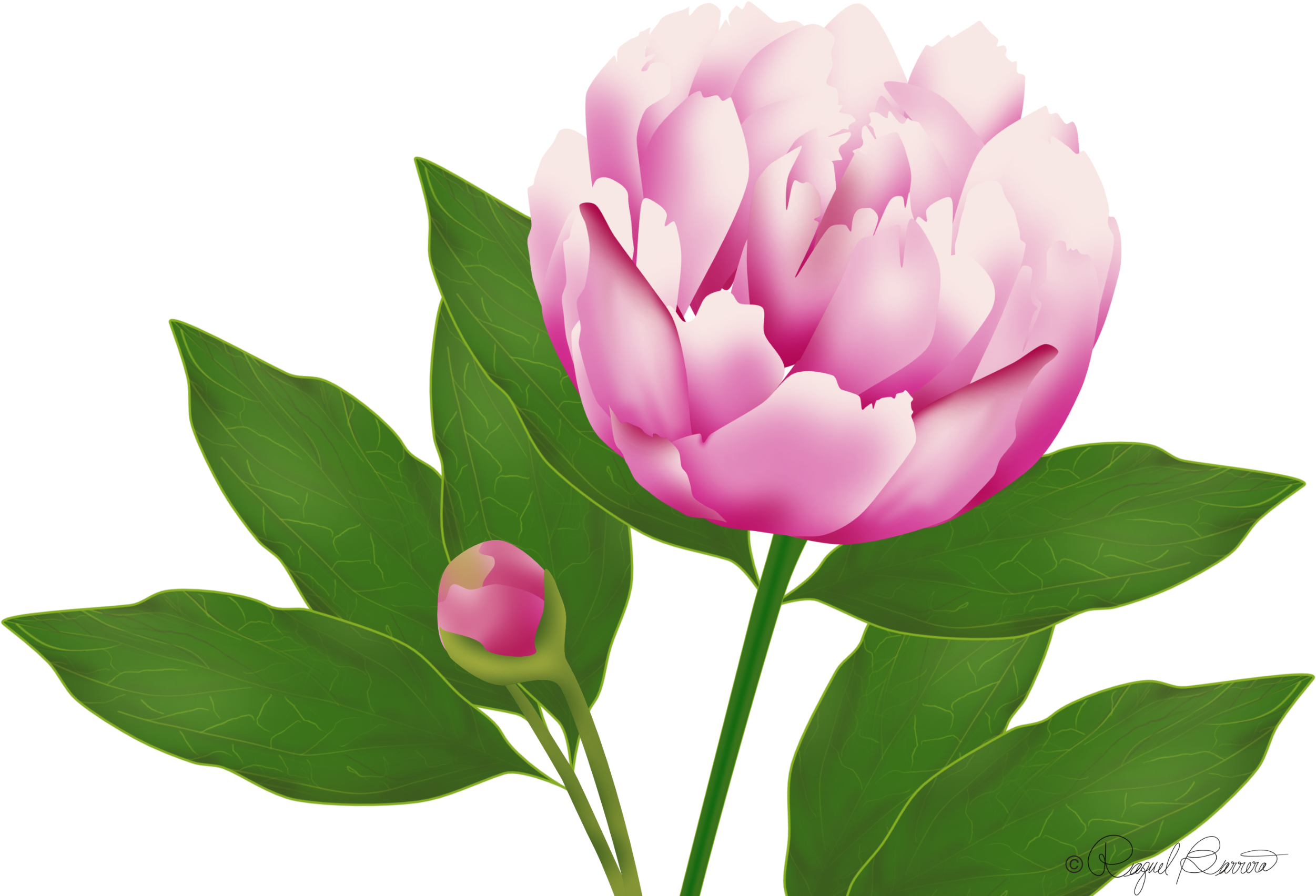 Peony 桌布 壁紙 — 一朵盛開的鮮豔粉紅色牡丹，襯托著茂盛的綠葉和花蕾，背景是純黑色。