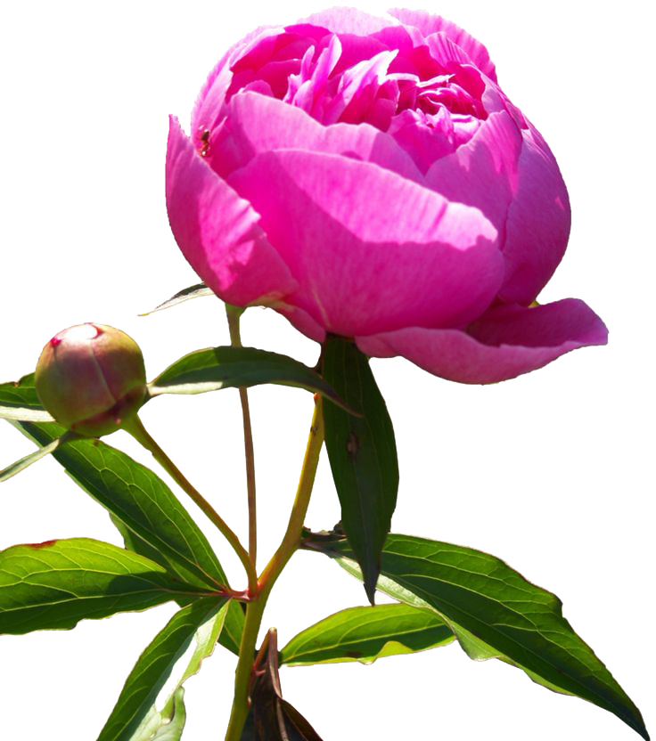 Peony 桌布 壁紙 — 一朵盛開的鮮豔粉紅色牡丹，襯著翠綠的葉子和花蕾，背景是純白色。
