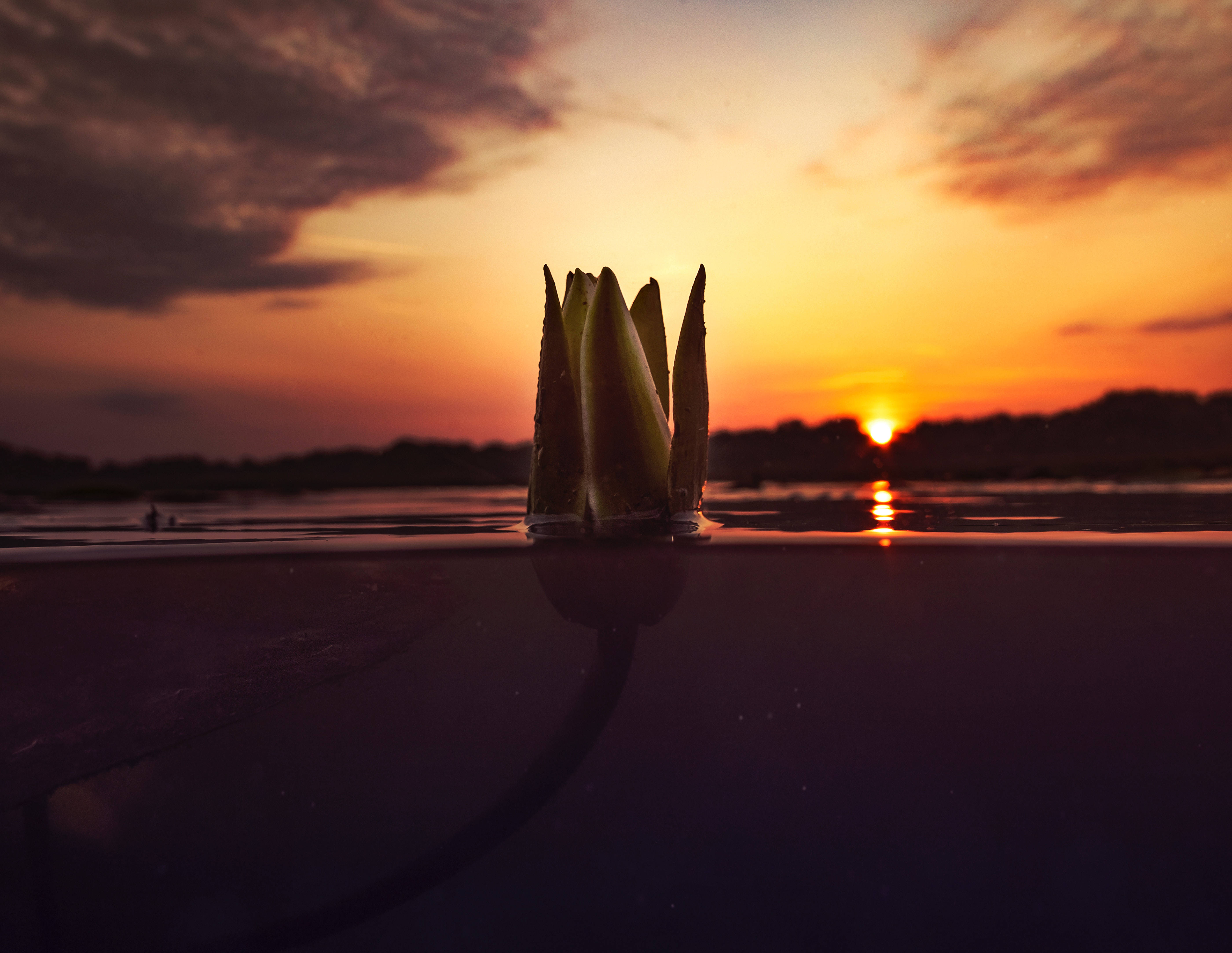 水下動畫 桌布 壁紙 — 一朵睡蓮花蕾從平靜的水面中冒出，夕陽在天空中呈現火熱的橙色和紫色色調。