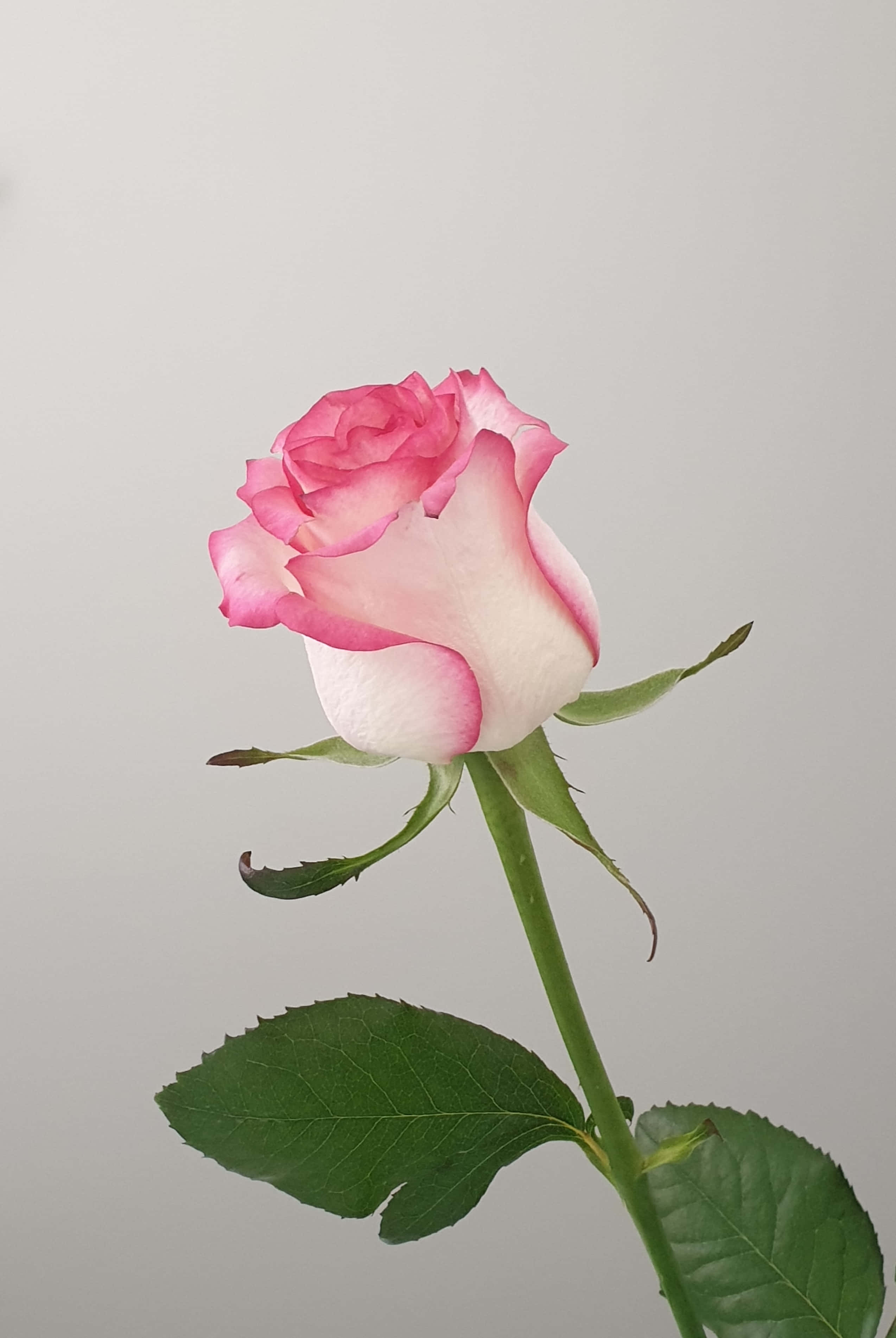 iPhone X Roses 桌布 壁紙 — 一朵粉白相間的玫瑰花蕾，帶有綠色莖葉，立在純淺灰色背景前。