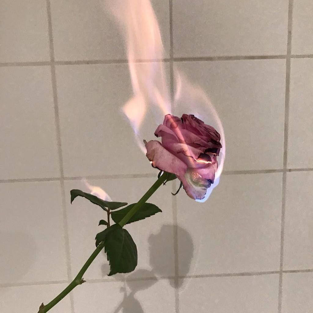 Pink Rose 桌布 壁紙 — 一朵粉紅玫瑰在瓷磚牆上燃燒，帶有柔和的藍色和白色火焰，投下陰影。